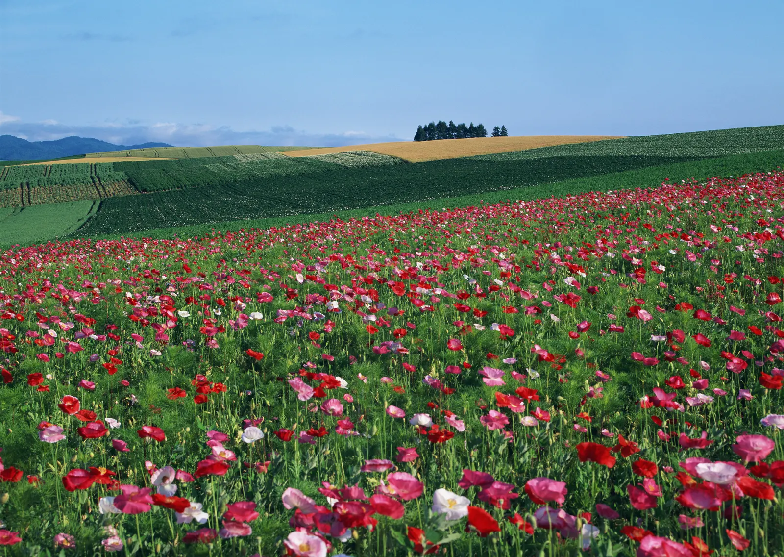Horizontal Flower Tulip Agriculture Botanical Free Stock Photo 12