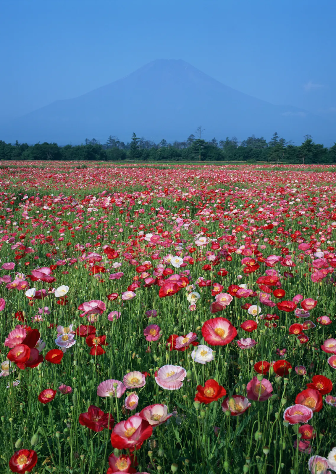 Vertical Flower Tulip Agriculture Botanical Free Stock Photo