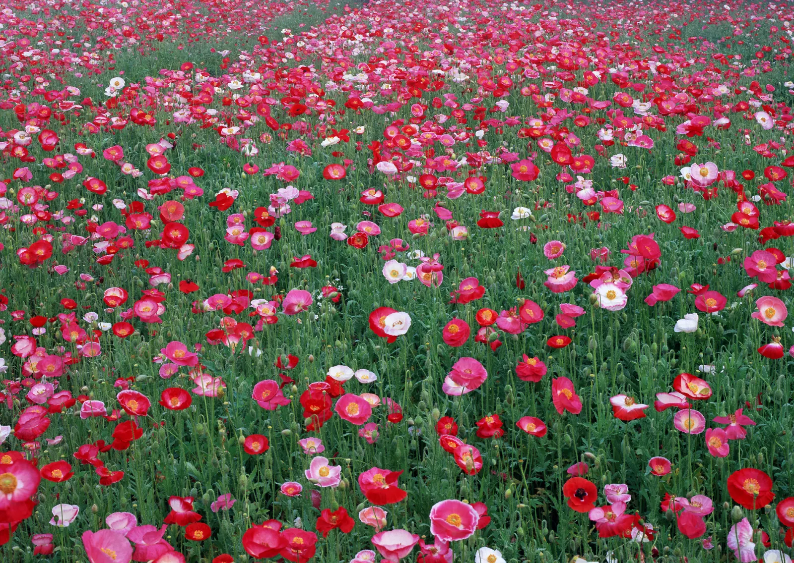 Horizontal Flower Tulip Agriculture Botanical Free Stock Photo 13