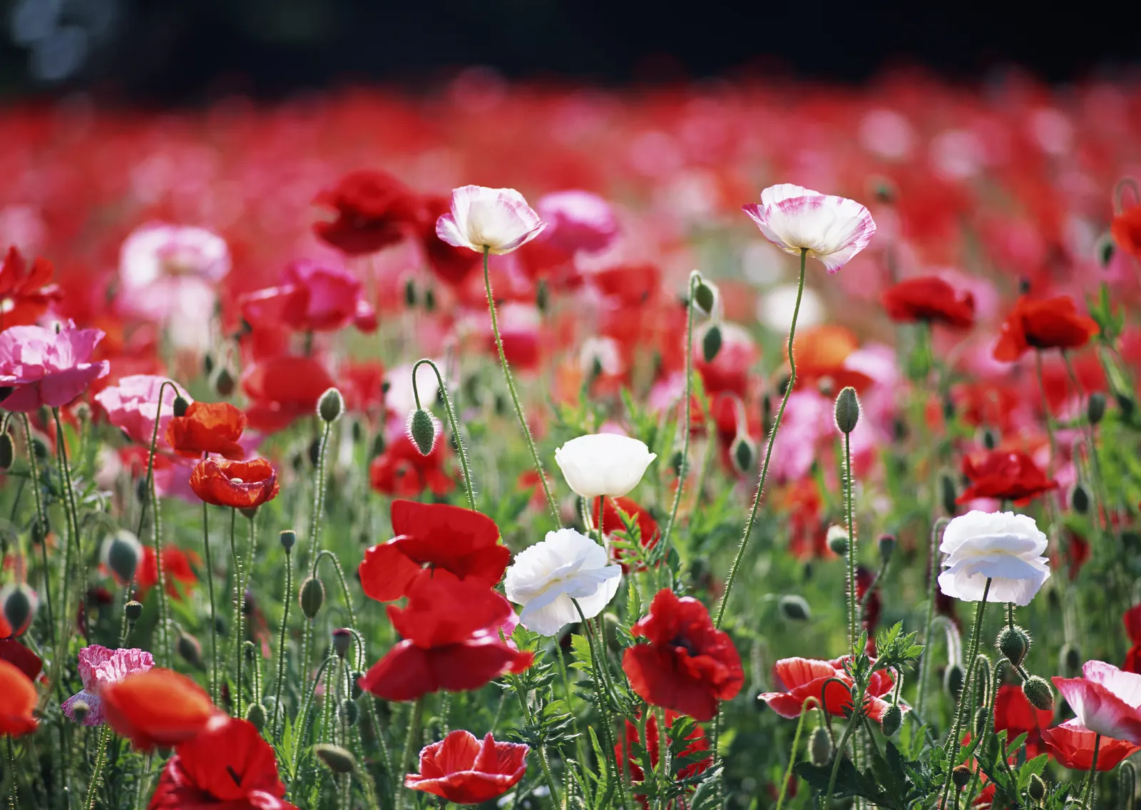 Horizontal Flower Tulip Grass Botanical Free Stock Photo