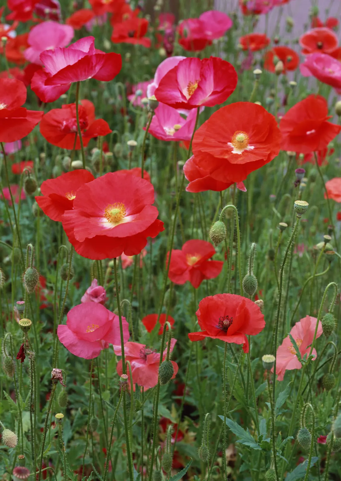 Vertical Foliage Flower Tulip Botanical Free Stock Photo