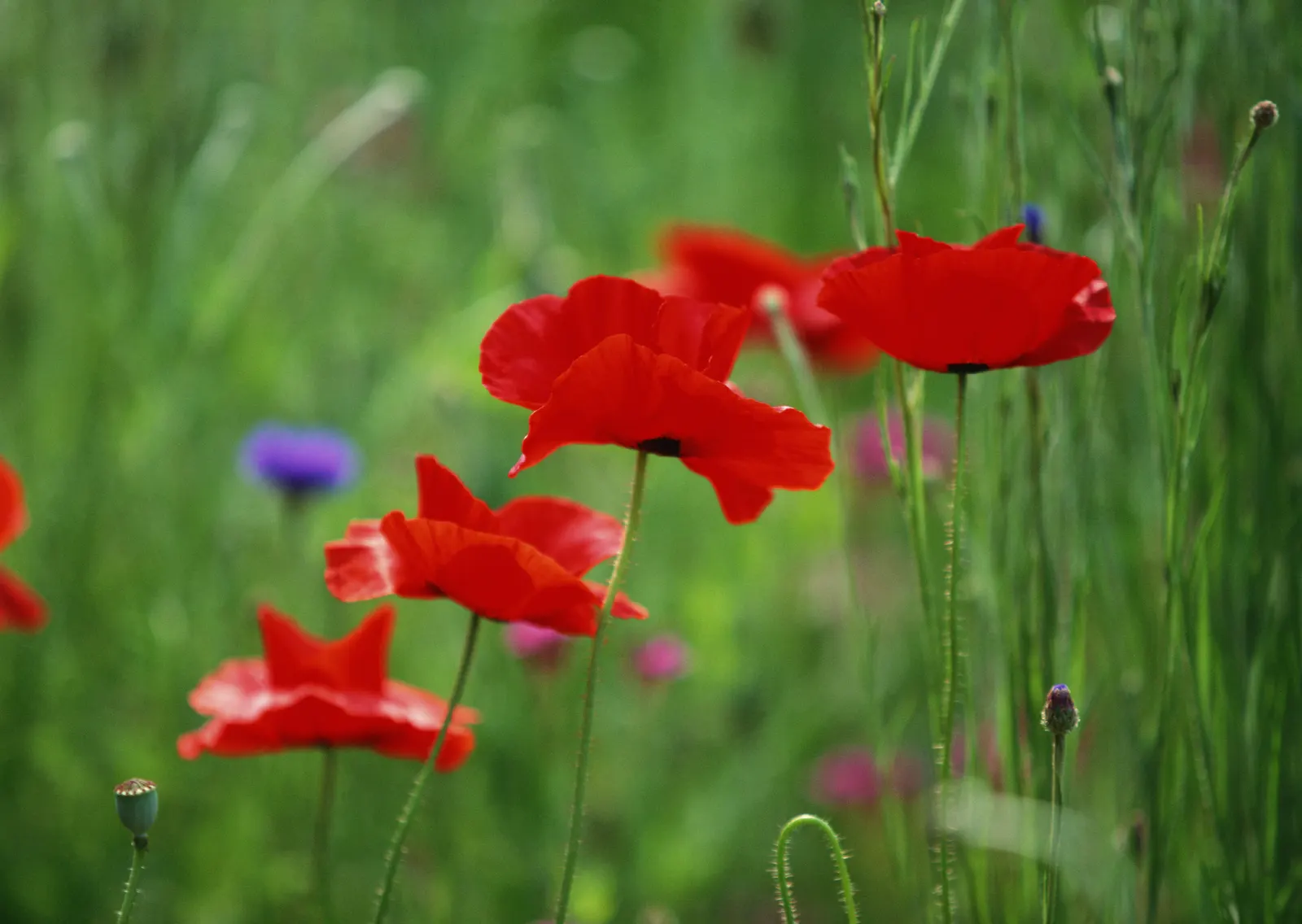 Horizontal Grass Flower Tulip Botanical Free Stock Photo