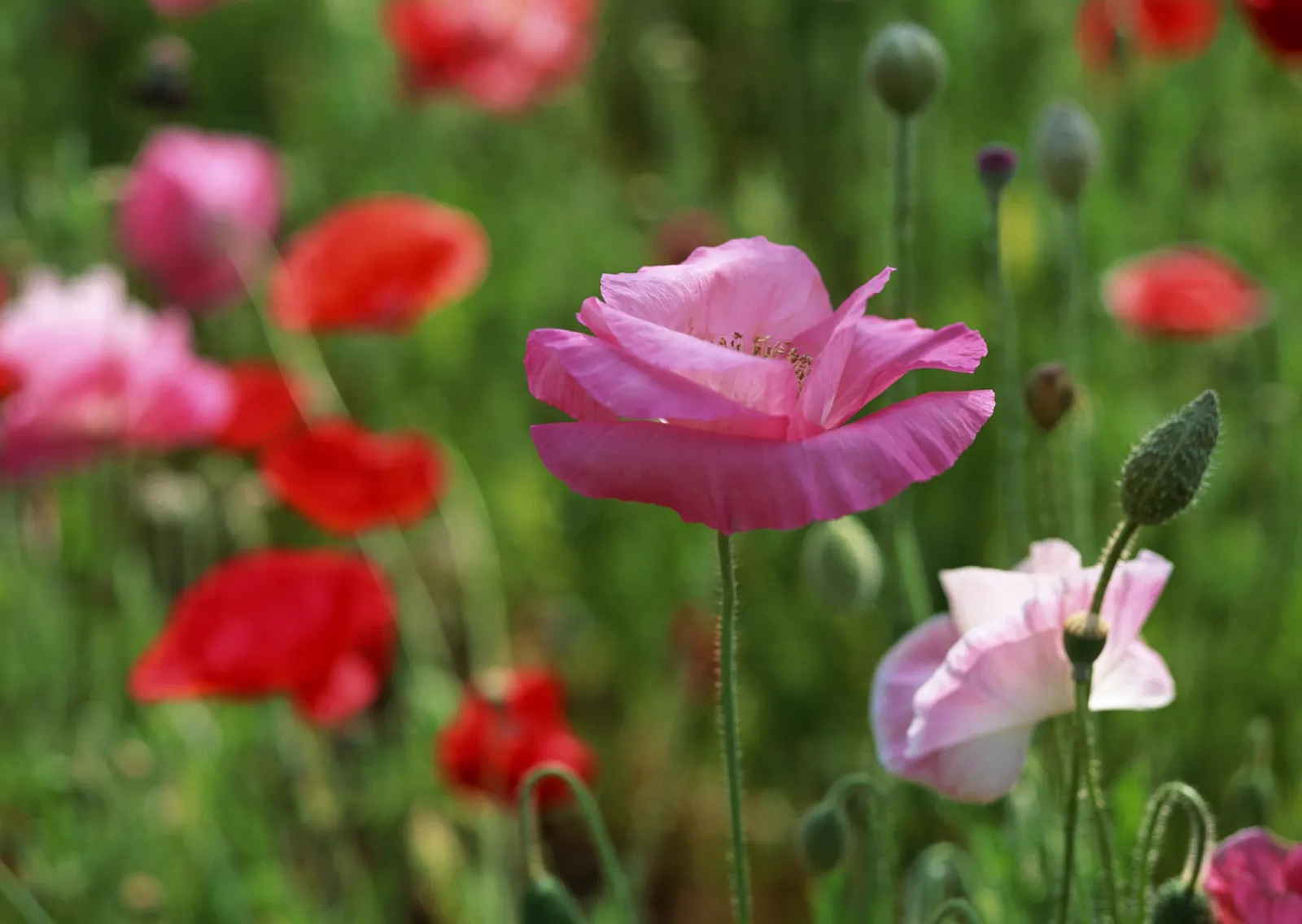 Horizontal Flower Tulip Rose Botanical Free Stock Photo 2