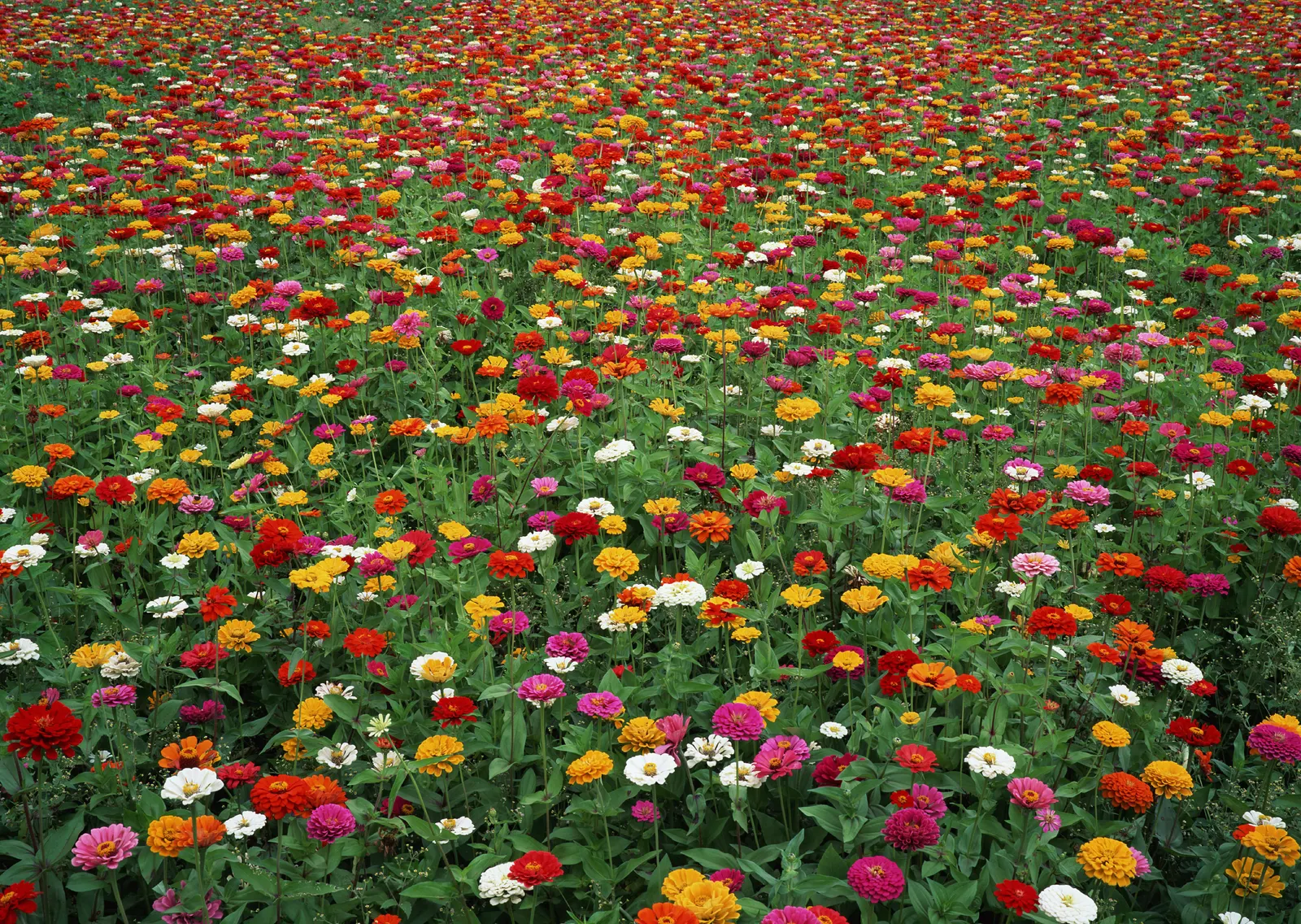 Horizontal Flower Tulip Agriculture Botanical Free Stock Photo 15