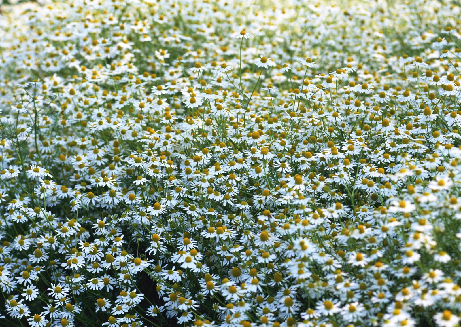 Horizontal Flower Daisy Agriculture Botanical Free Stock Photo