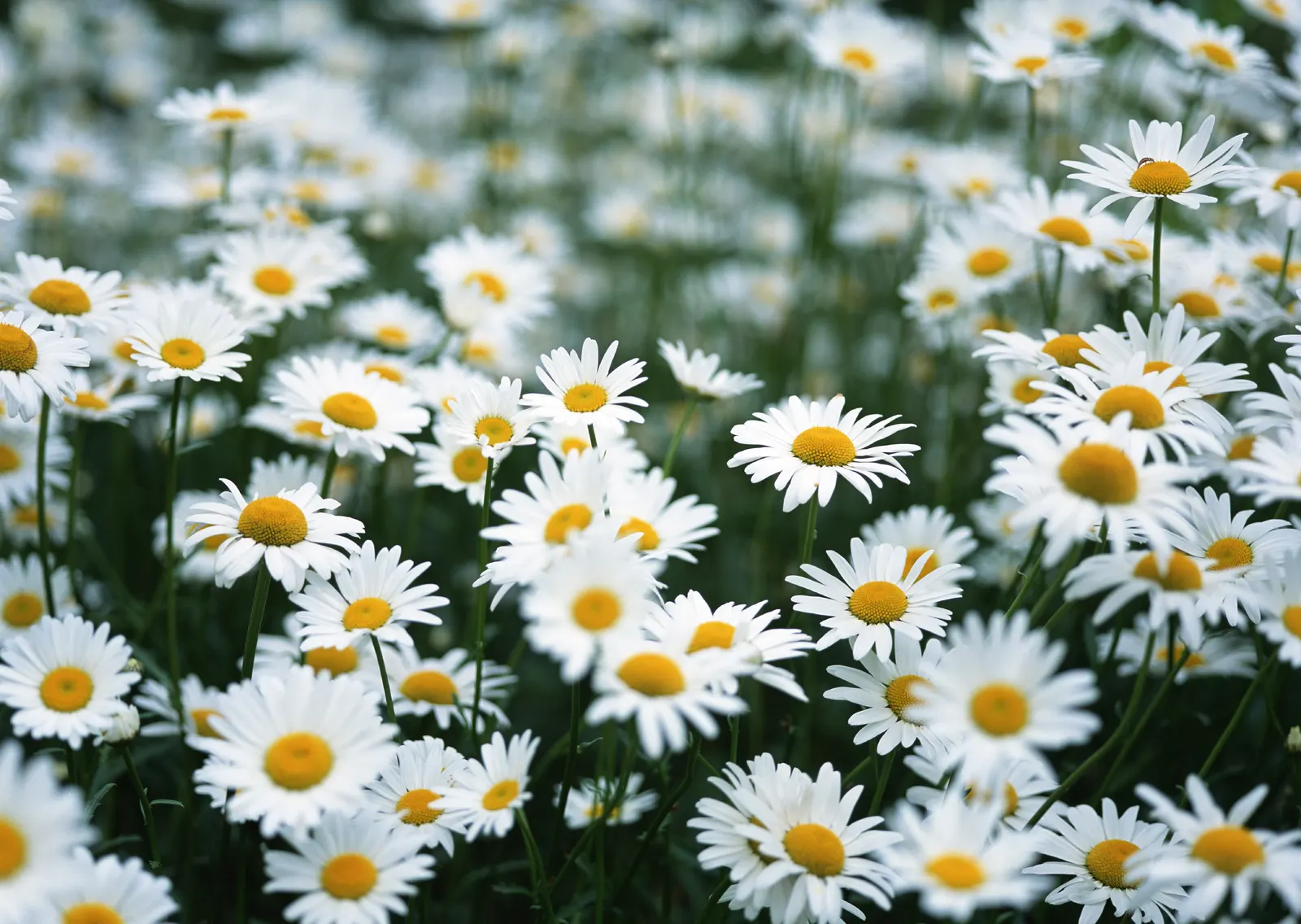 Horizontal Daisy Flower Botanical Free Stock Photo