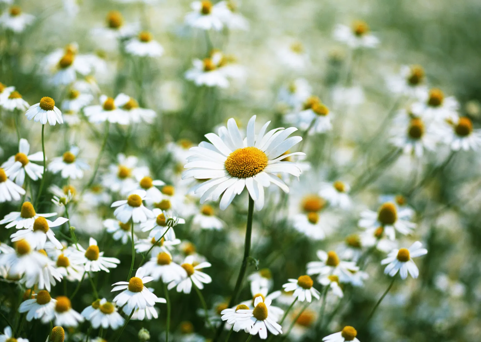 Horizontal Daisy Flower Botanical Free Stock Photo 2