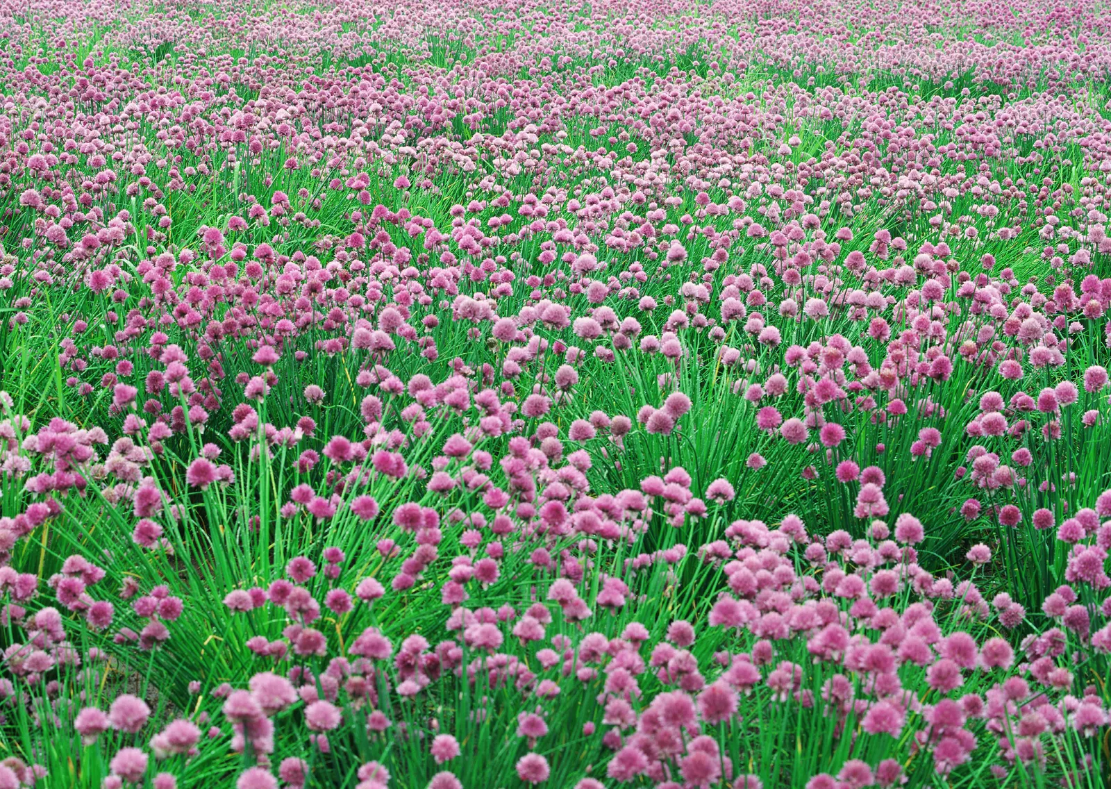 Horizontal Flower Tulip Agriculture Botanical Free Stock Photo 16