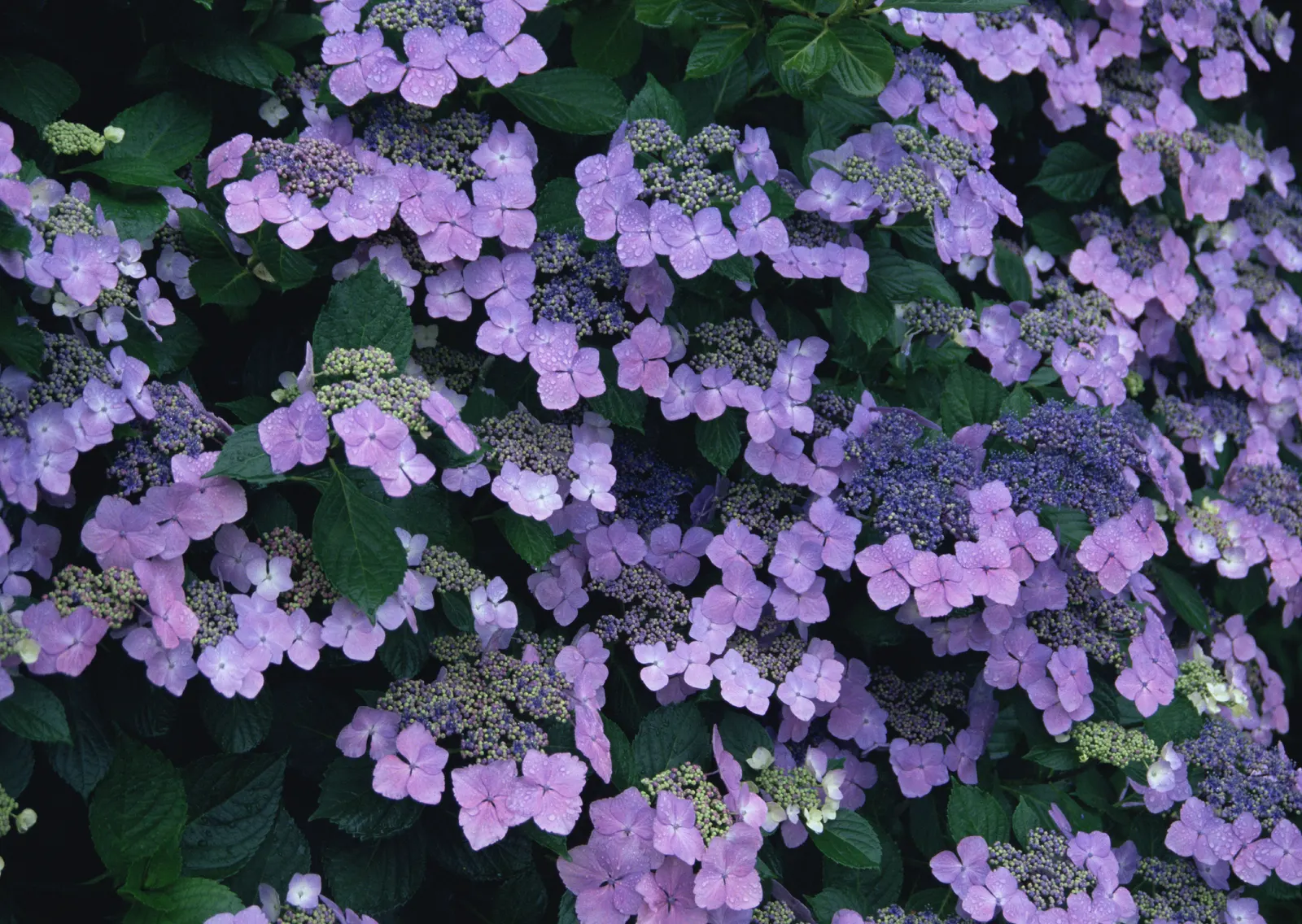 Horizontal Decorative Plant Foliage Flower Botanical Free Stock Photo