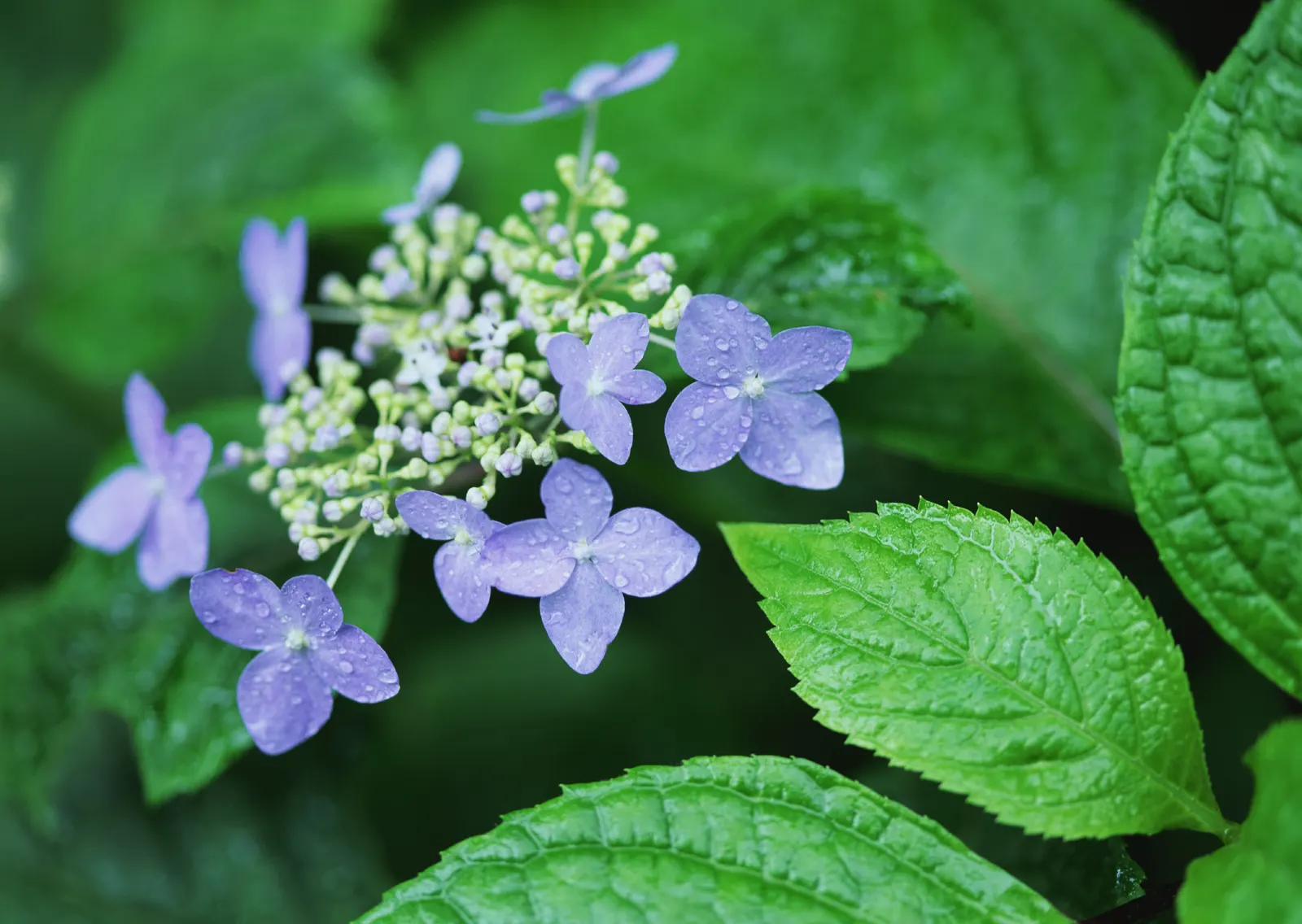 Horizontal Foliage Branch Botanical Free Stock Photo 3