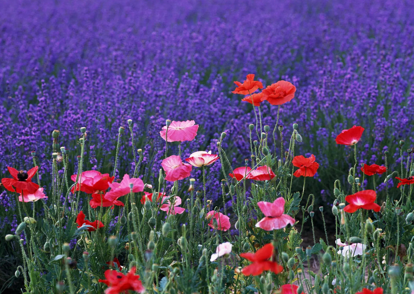 Horizontal Agriculture Garden Farm Botanical Free Stock Photo