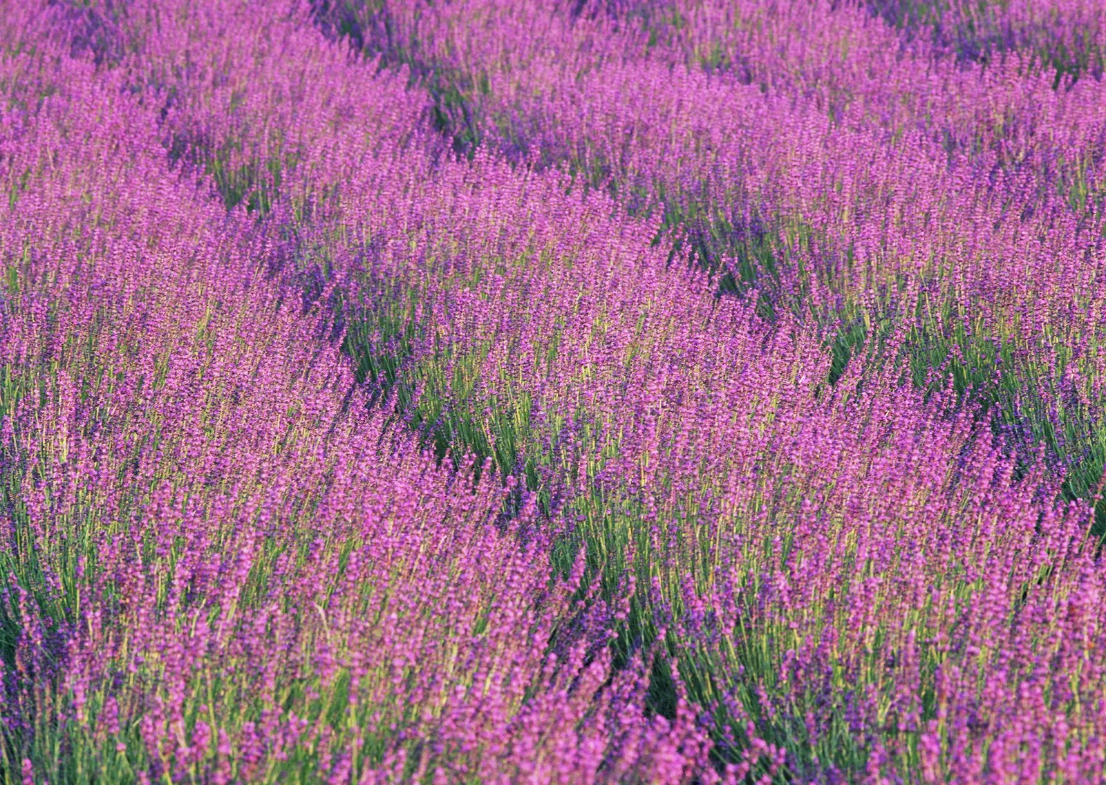 Horizontal Agriculture Farm Grass Botanical Free Stock Photo 8