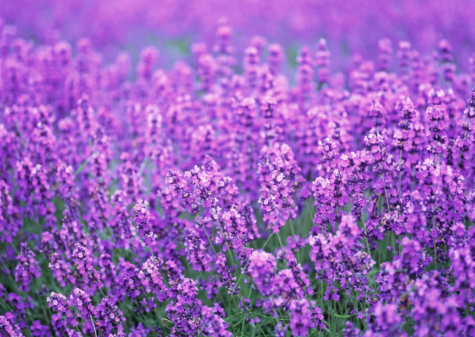 Horizontal Foliage Agriculture Farm Botanical Free Stock Photo