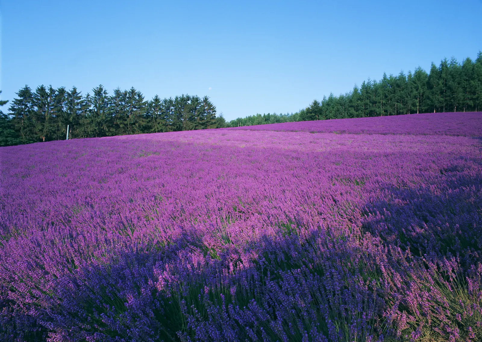 Horizontal Agriculture Farm Grass Botanical Free Stock Photo 10