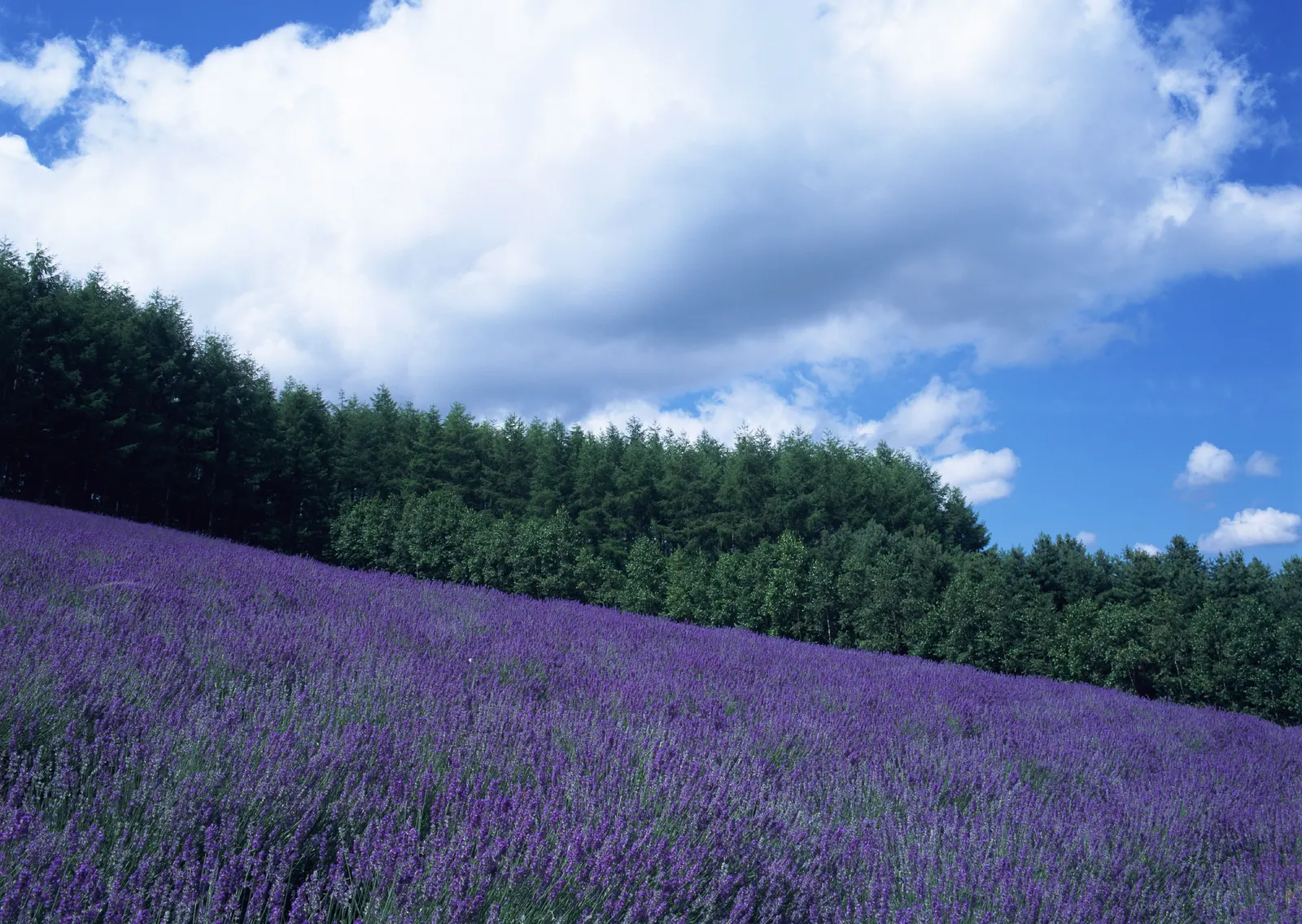 Horizontal Agriculture Farm Grass Botanical Free Stock Photo 11