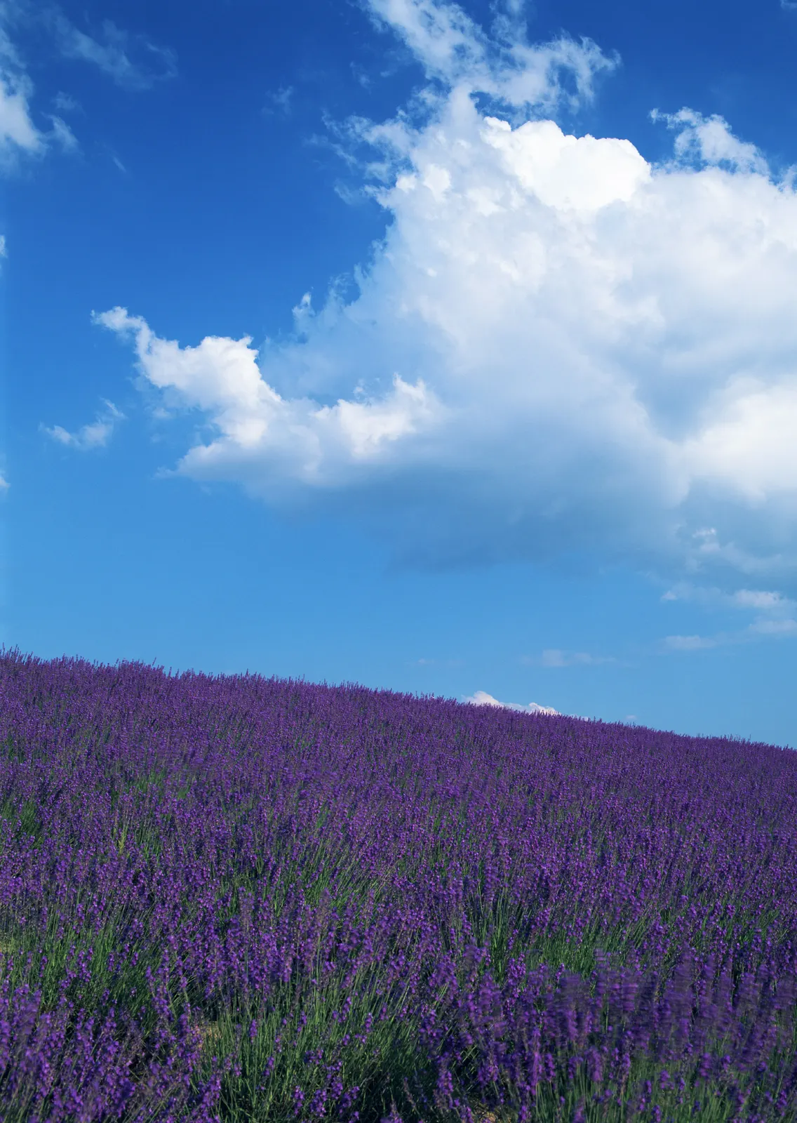 Vertical Grass Agriculture Farm Botanical Free Stock Photo 2