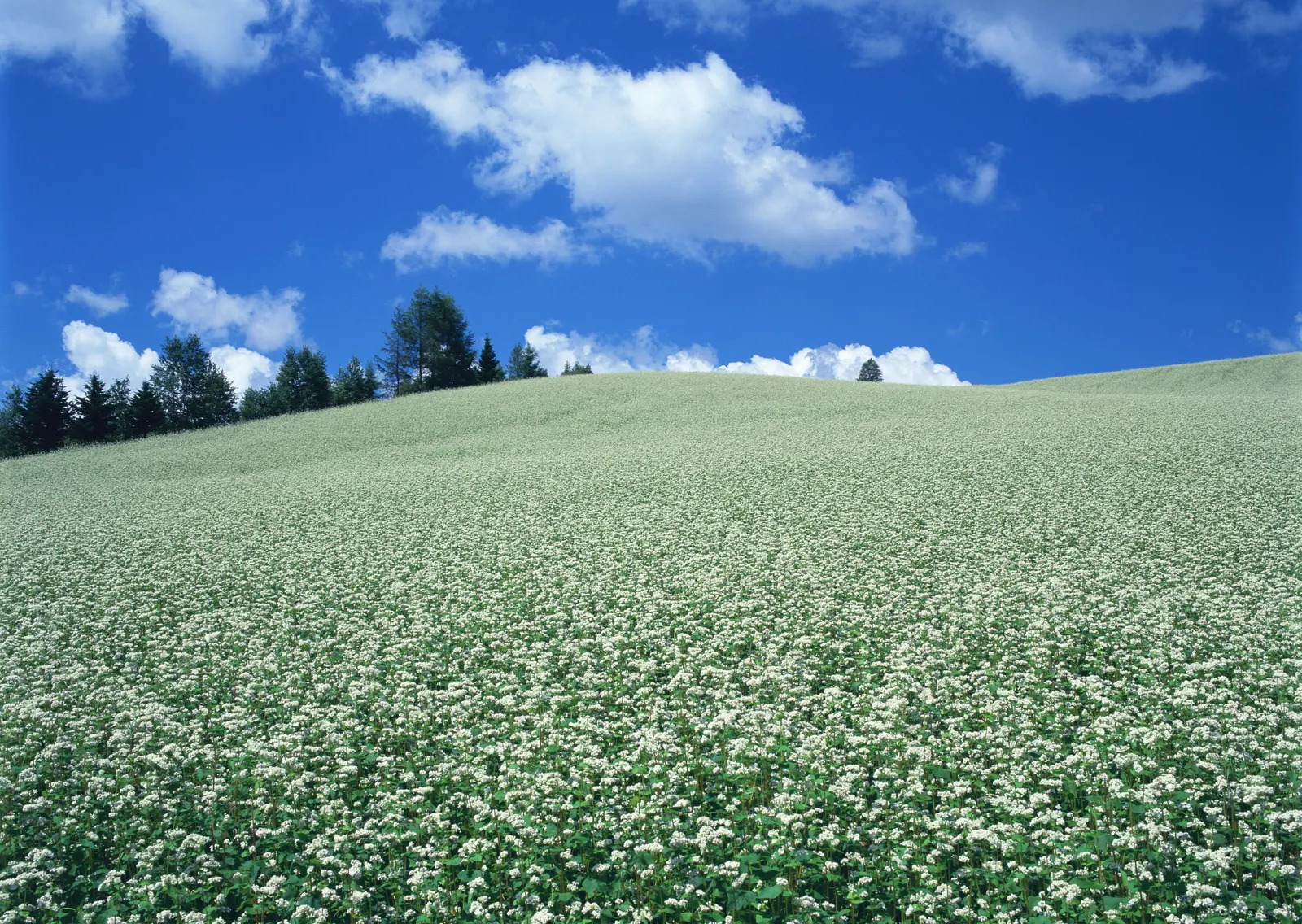 Horizontal Agriculture Farm Grass Botanical Free Stock Photo 12