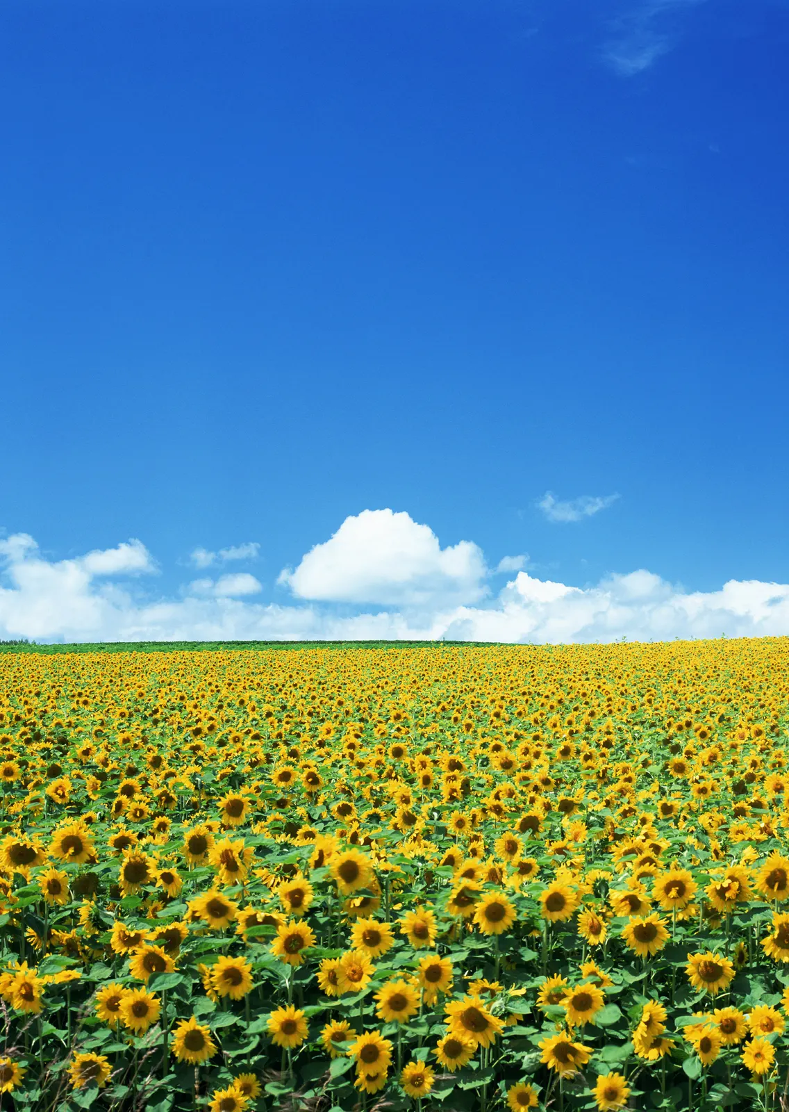 Vertical Flower Sunflower Agriculture Botanical Free Stock Photo