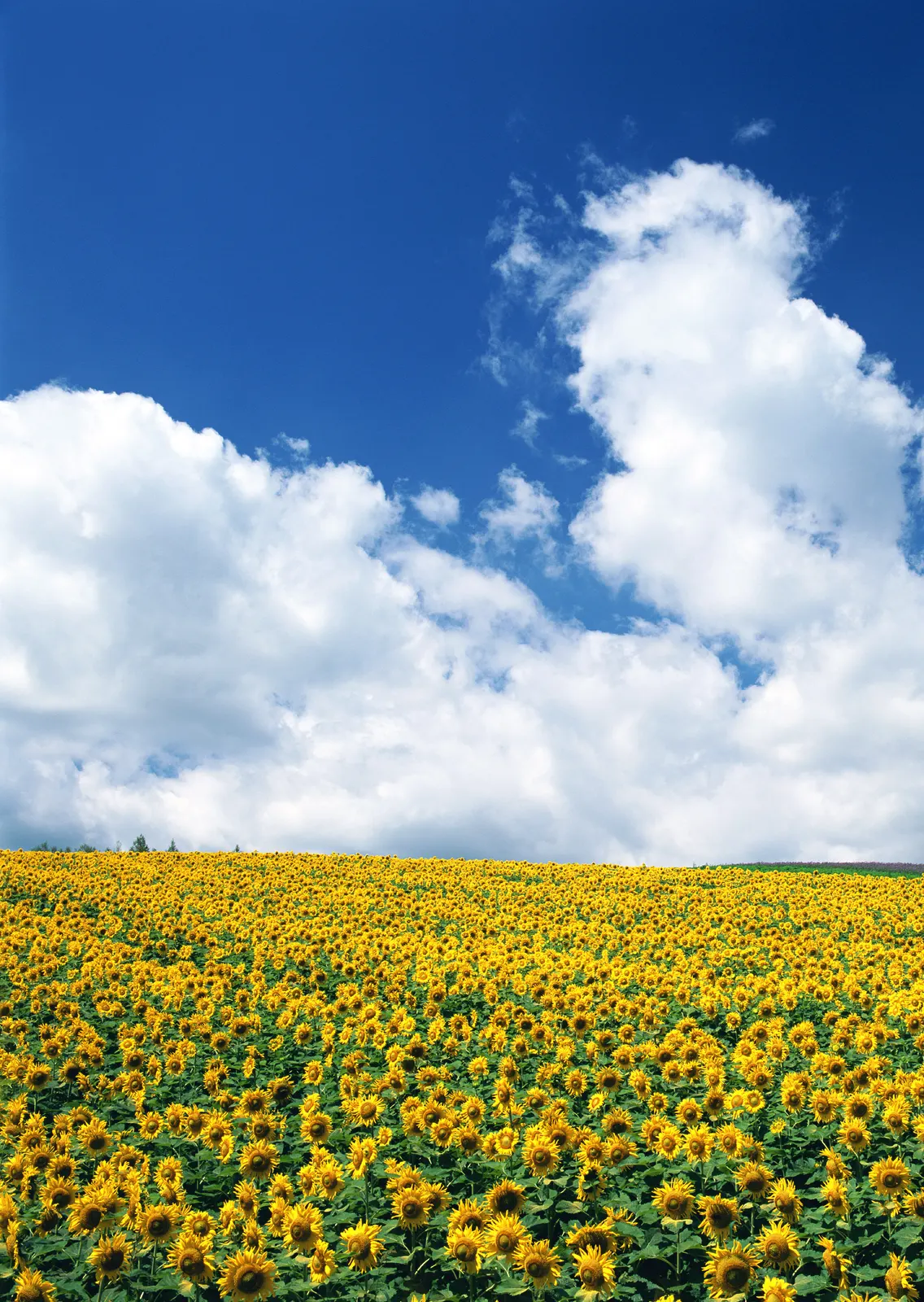 Vertical Flower Sunflower Agriculture Botanical Free Stock Photo 2