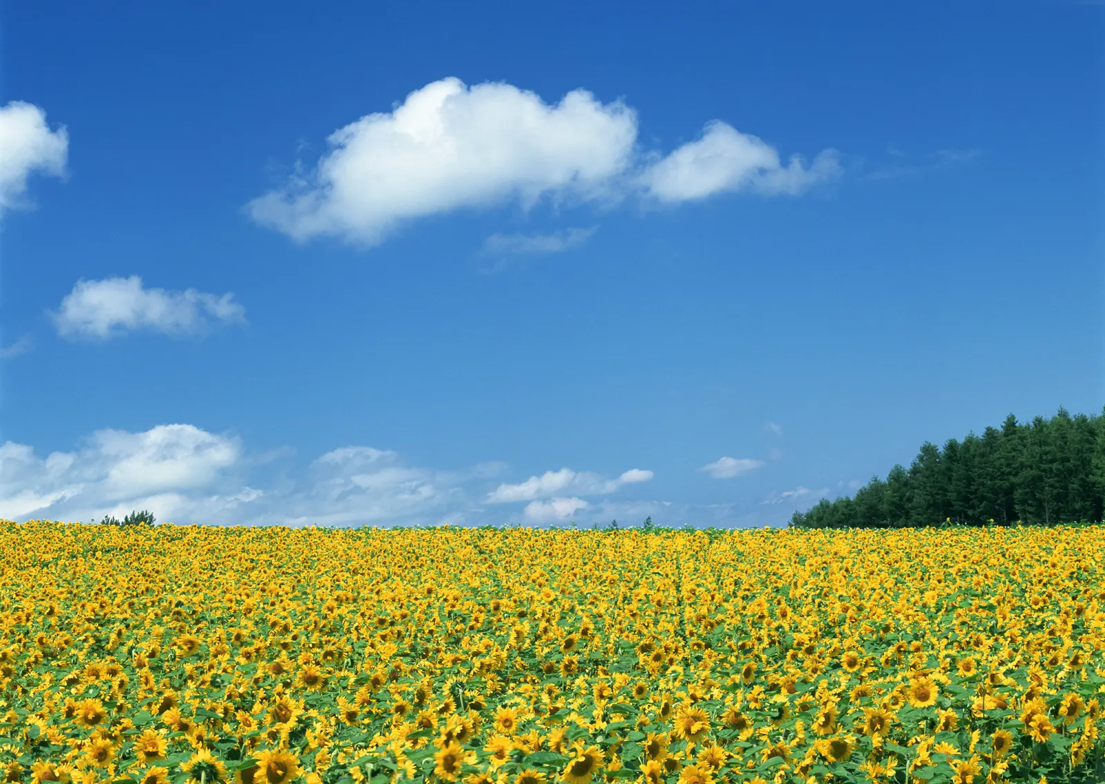 Horizontal Flower Sunflower Agriculture Botanical Free Stock Photo