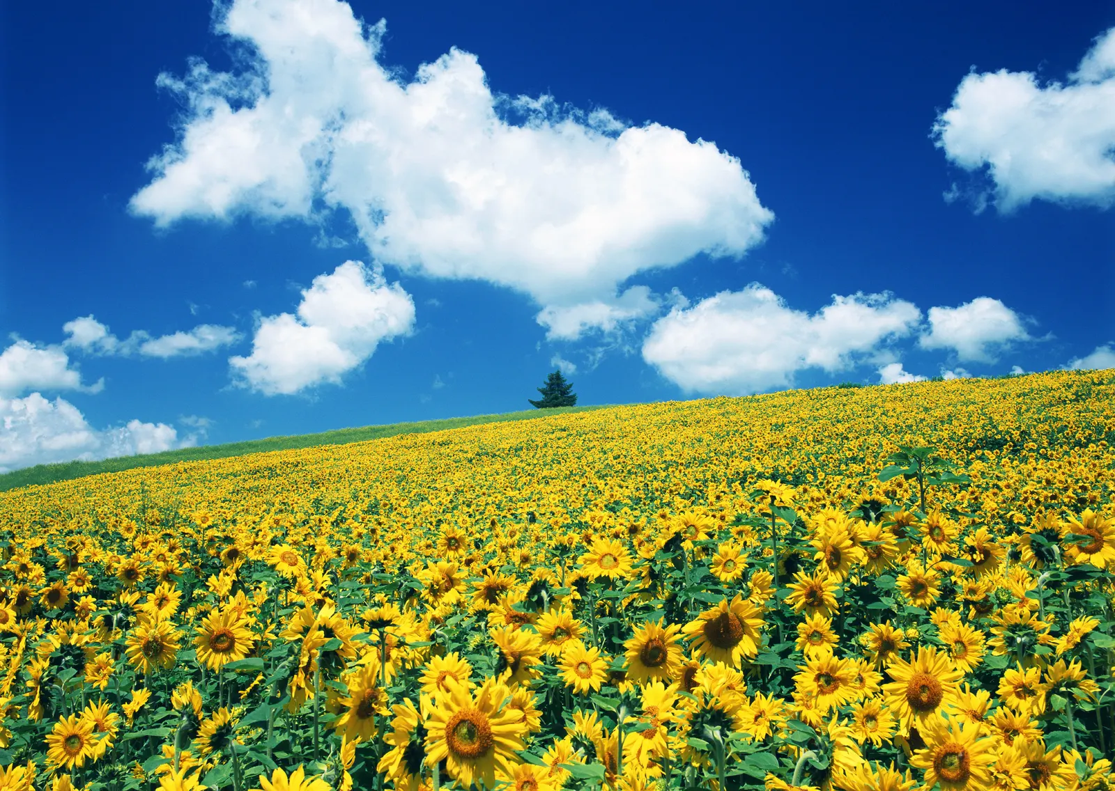Horizontal Flower Sunflower Agriculture Botanical Free Stock Photo 2