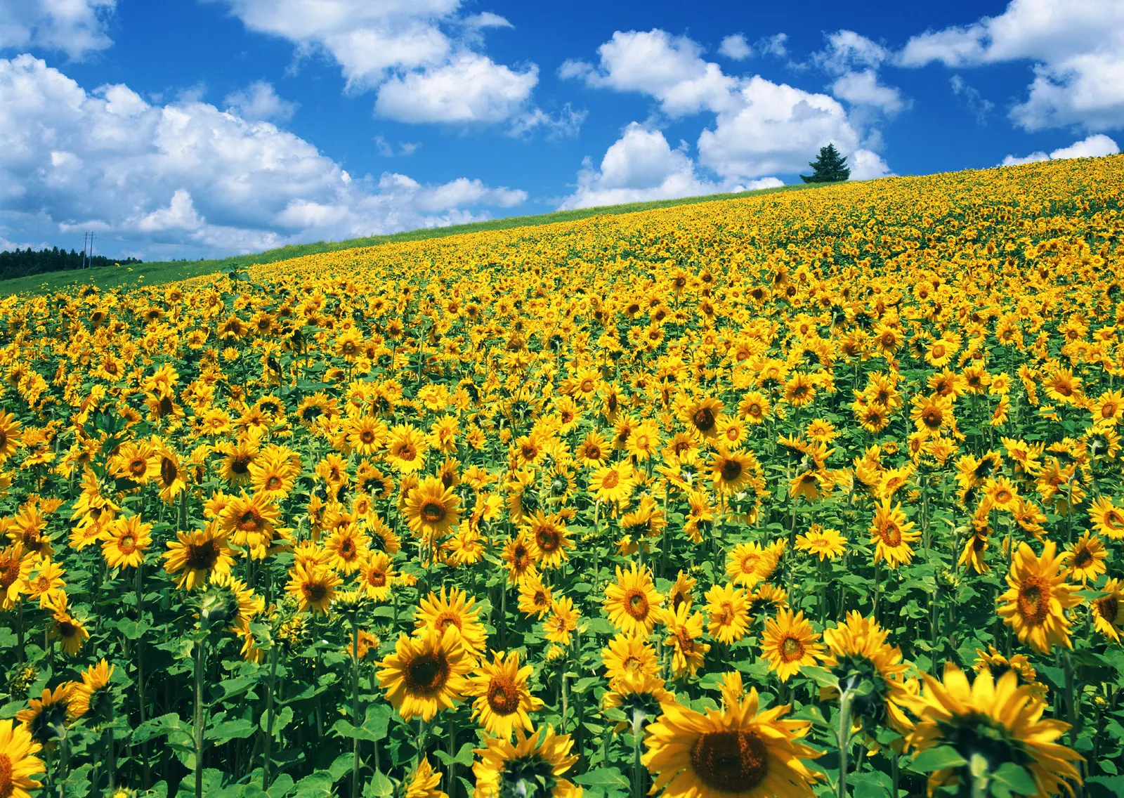Horizontal Flower Sunflower Agriculture Botanical Free Stock Photo 3
