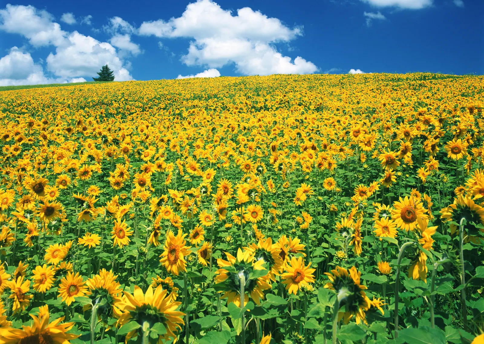 Horizontal Flower Sunflower Foliage Botanical Free Stock Photo