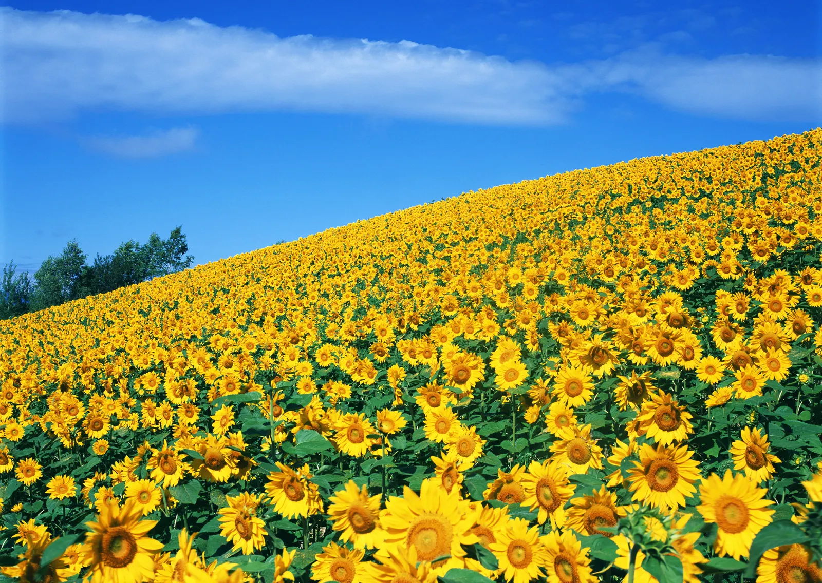 Horizontal Flower Sunflower Agriculture Botanical Free Stock Photo 4