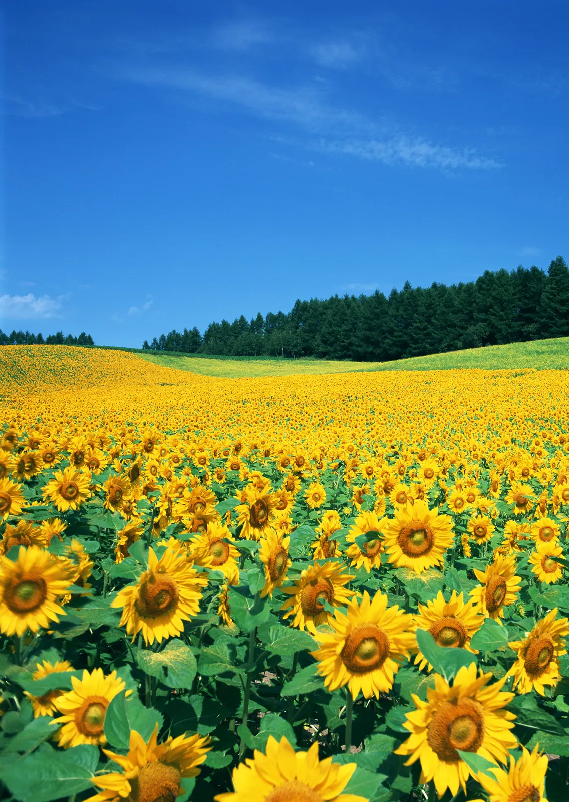 Vertical Flower Sunflower Agriculture Botanical Free Stock Photo 3