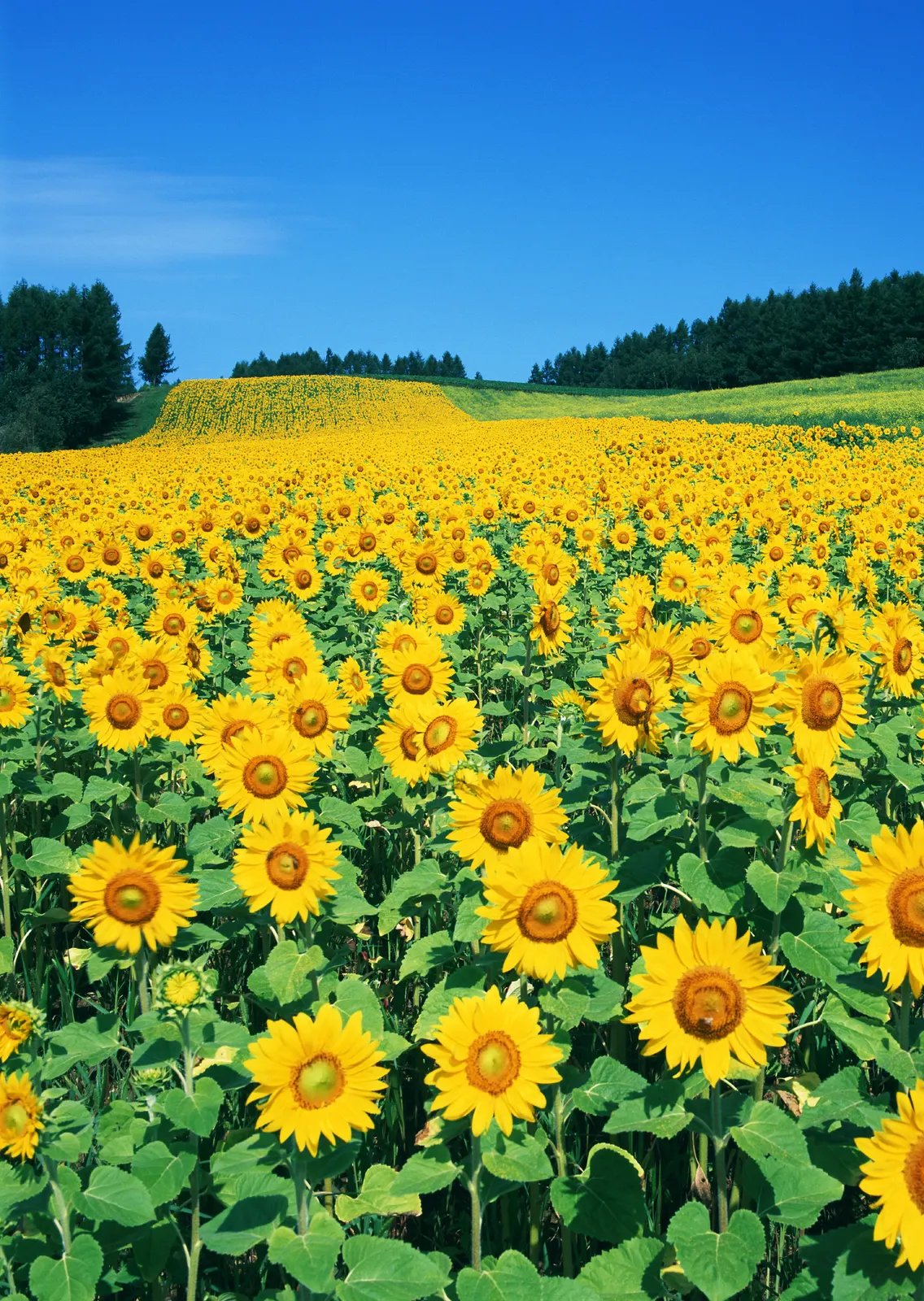 Vertical Flower Sunflower Agriculture Botanical Free Stock Photo 4