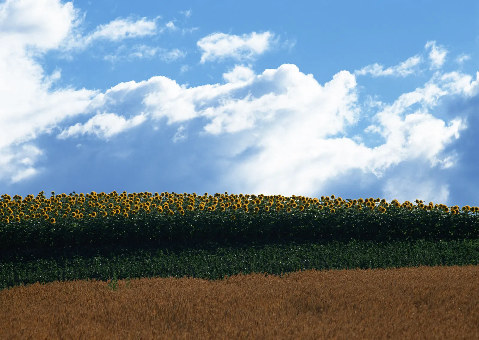 Horizontal Flower Sunflower Agriculture Botanical Free Stock Photo 5