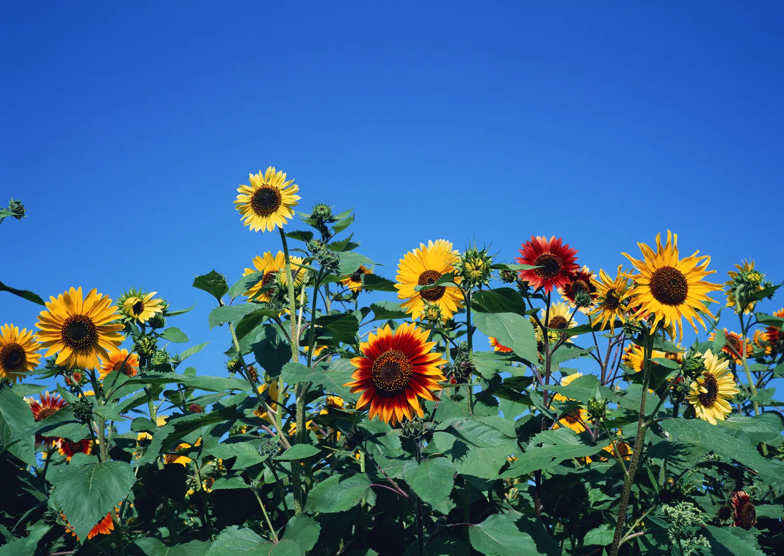 Horizontal Flower Sunflower Foliage Botanical Free Stock Photo 2