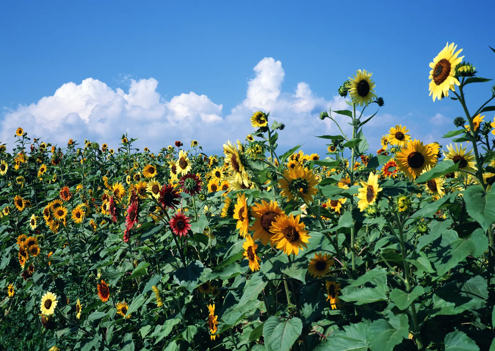 Horizontal Flower Sunflower Foliage Botanical Free Stock Photo 3