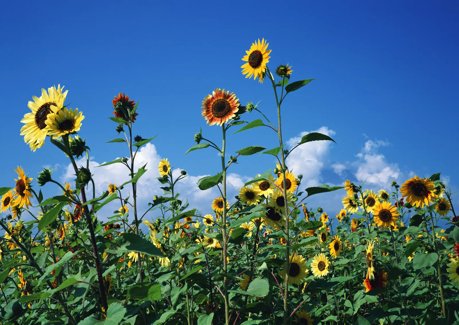 Horizontal Flower Sunflower Foliage Botanical Free Stock Photo 4