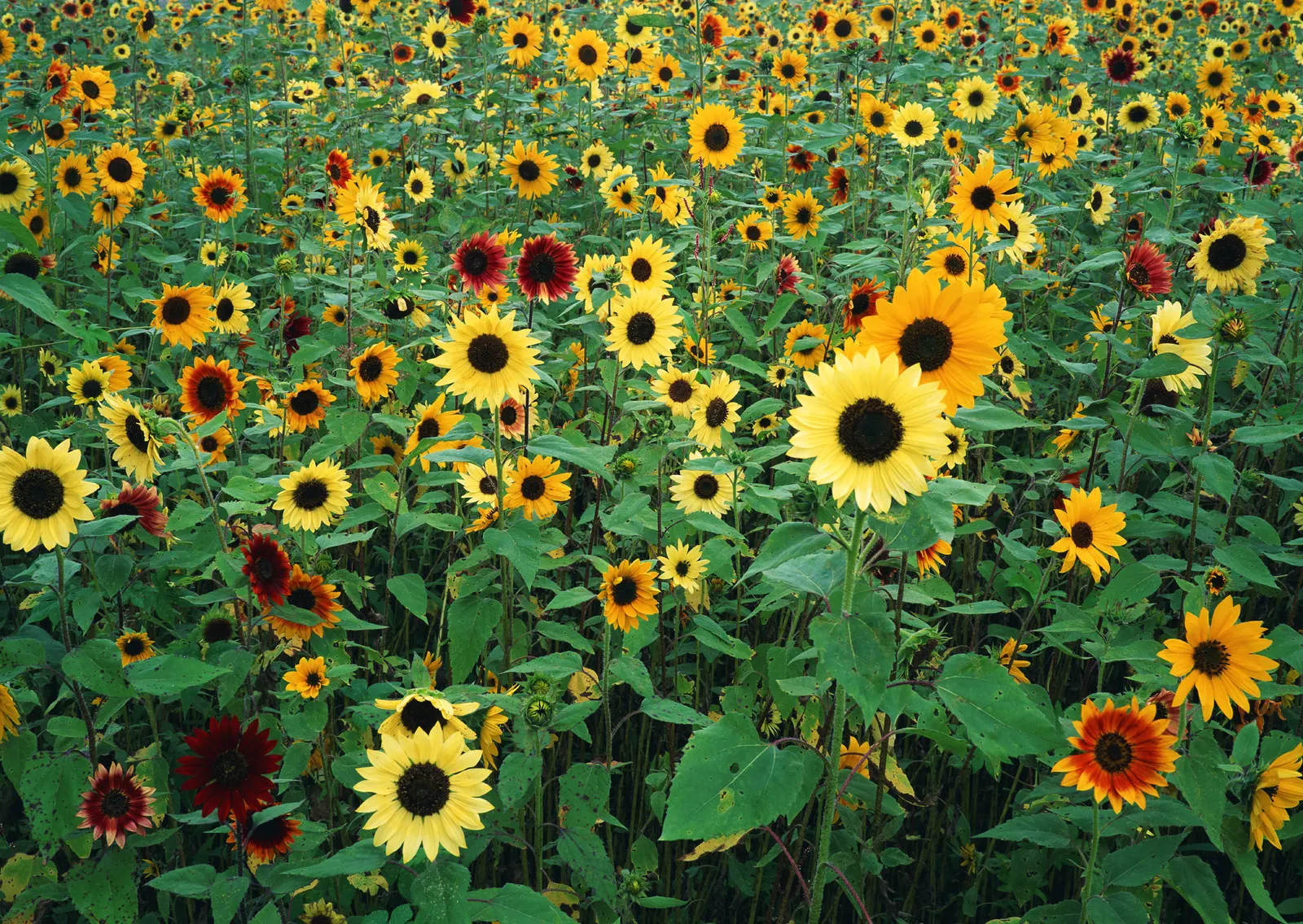 Horizontal Flower Sunflower Foliage Botanical Free Stock Photo 5