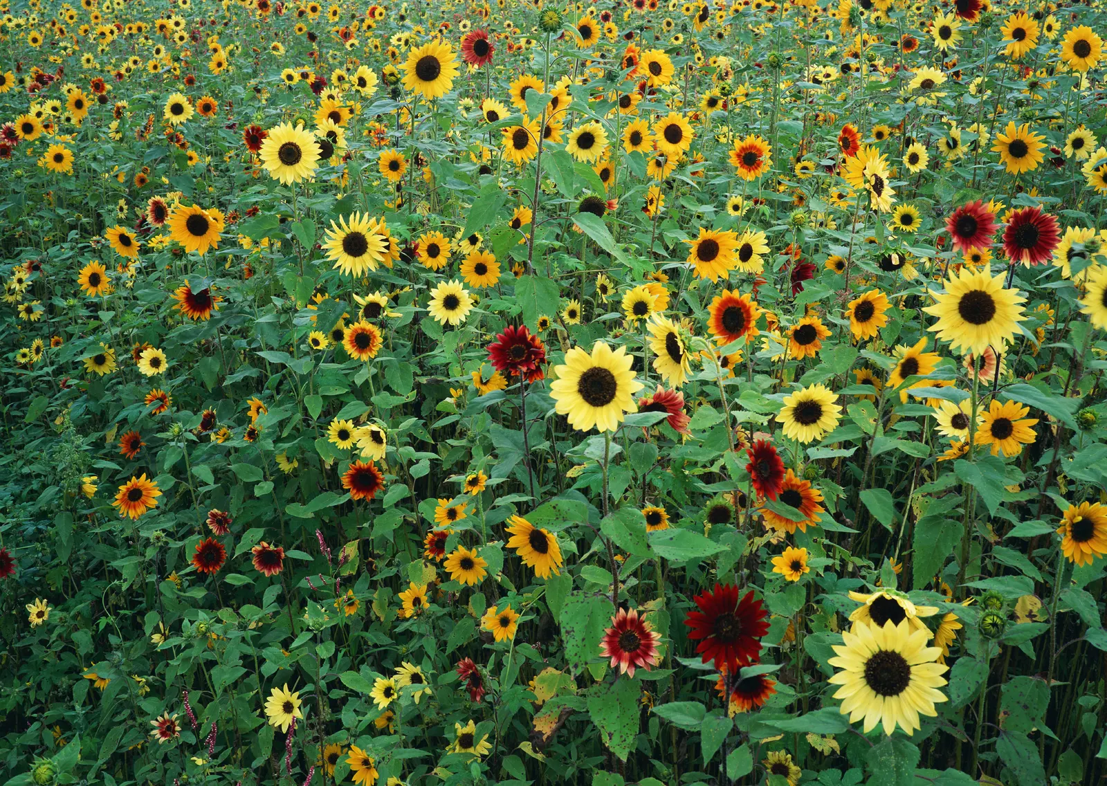 Horizontal Flower Sunflower Foliage Botanical Free Stock Photo 6