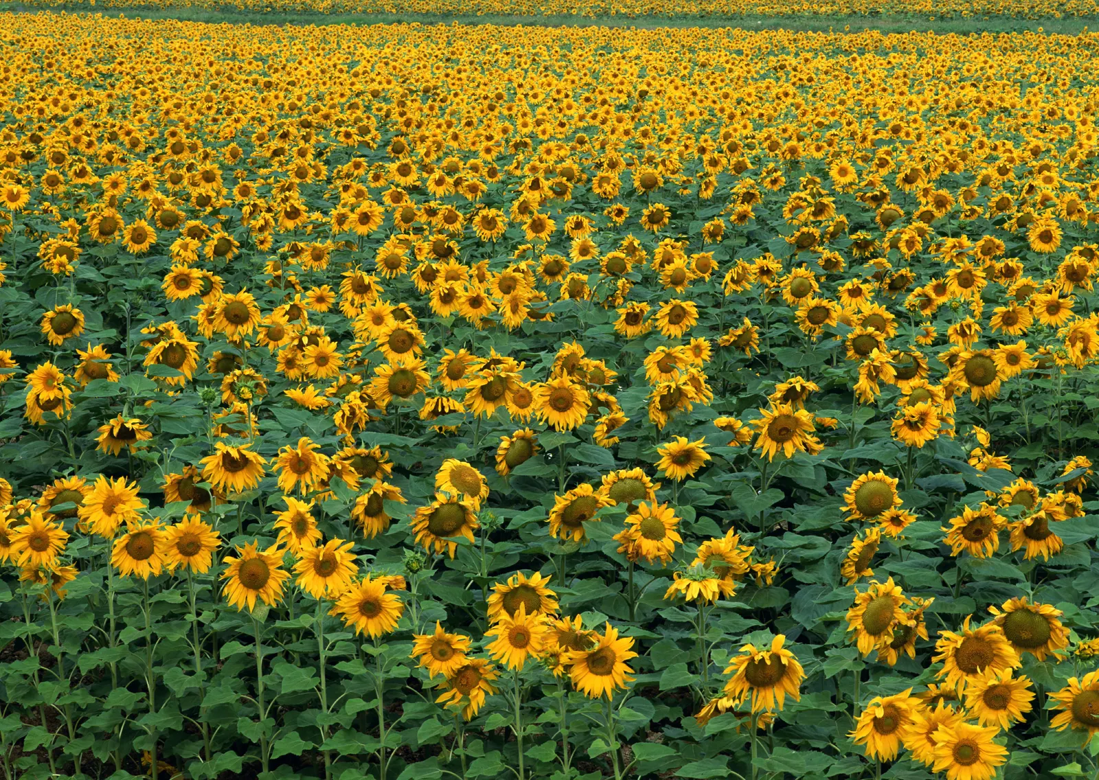 Horizontal Flower Sunflower Agriculture Botanical Free Stock Photo 6