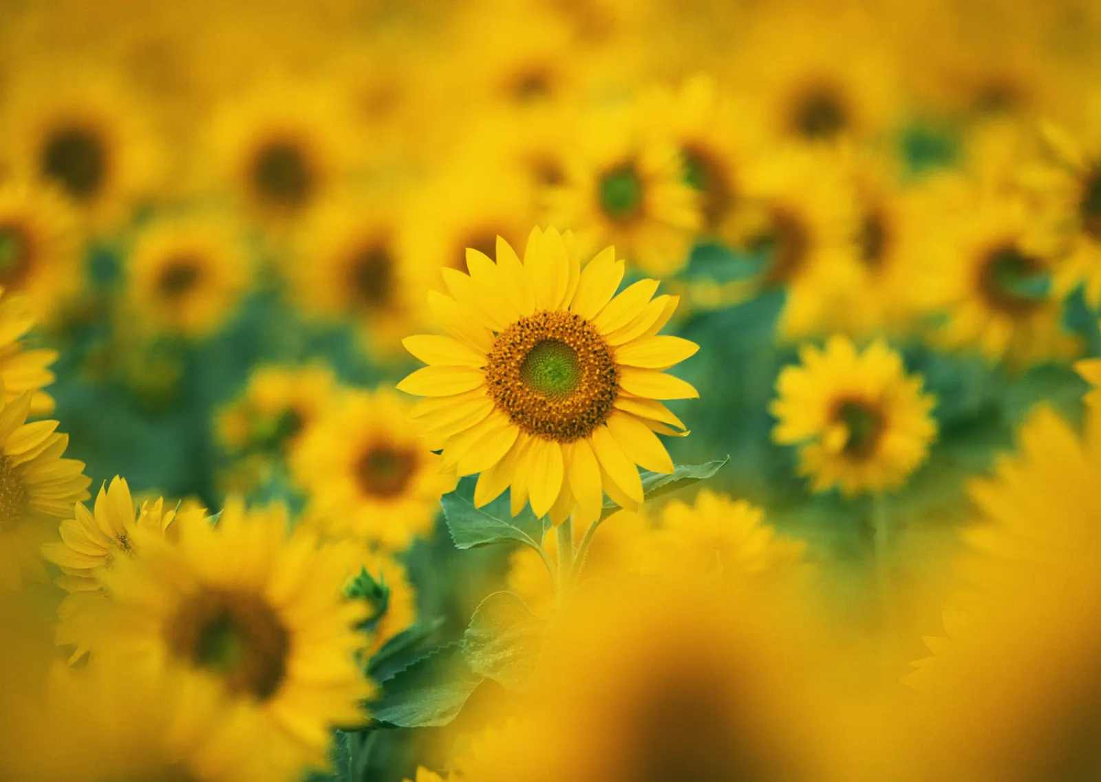 Horizontal Flower Sunflower Daisy Animal Free Stock Photo