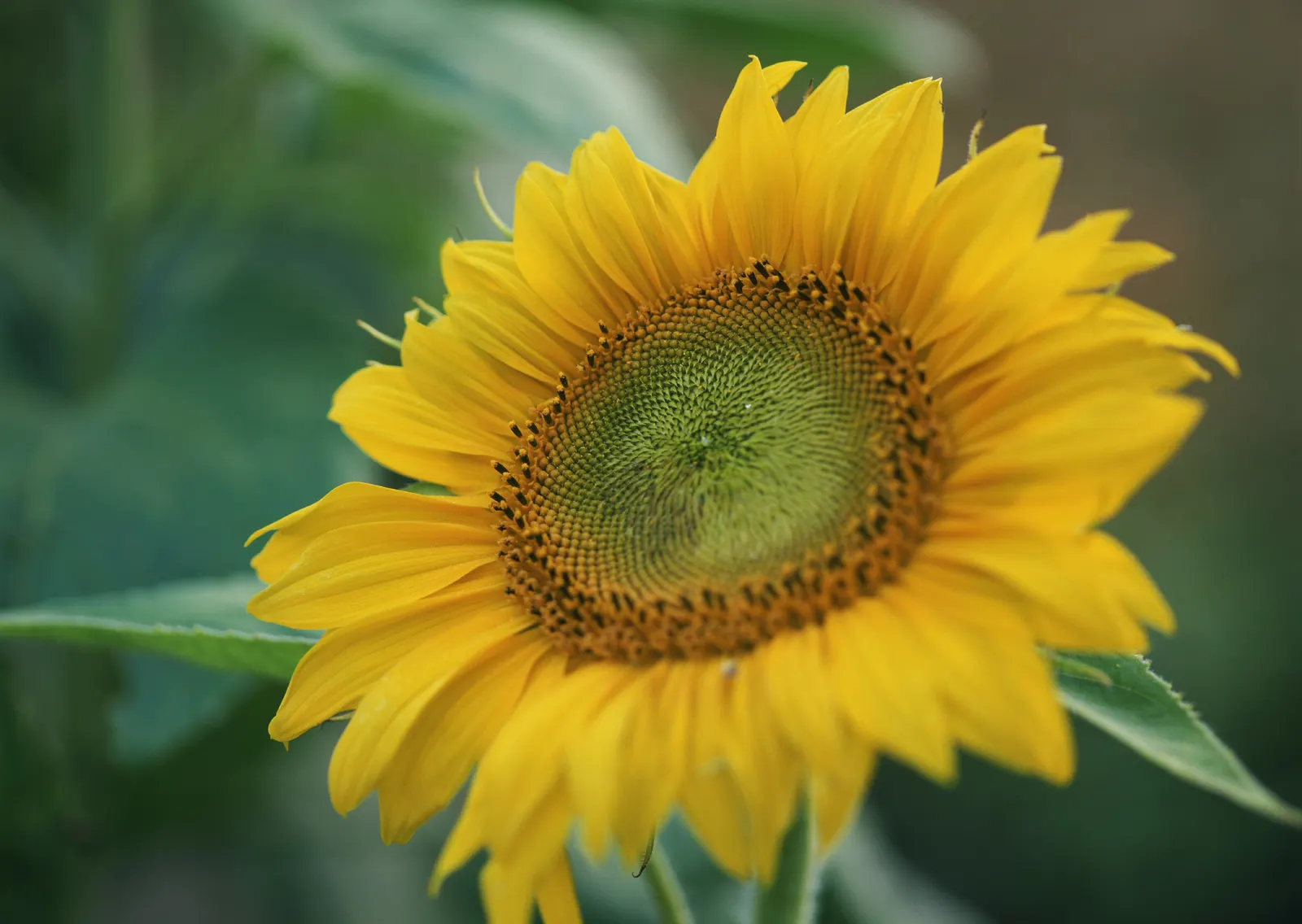 Horizontal Flower Sunflower Foliage Animal Free Stock Photo 2