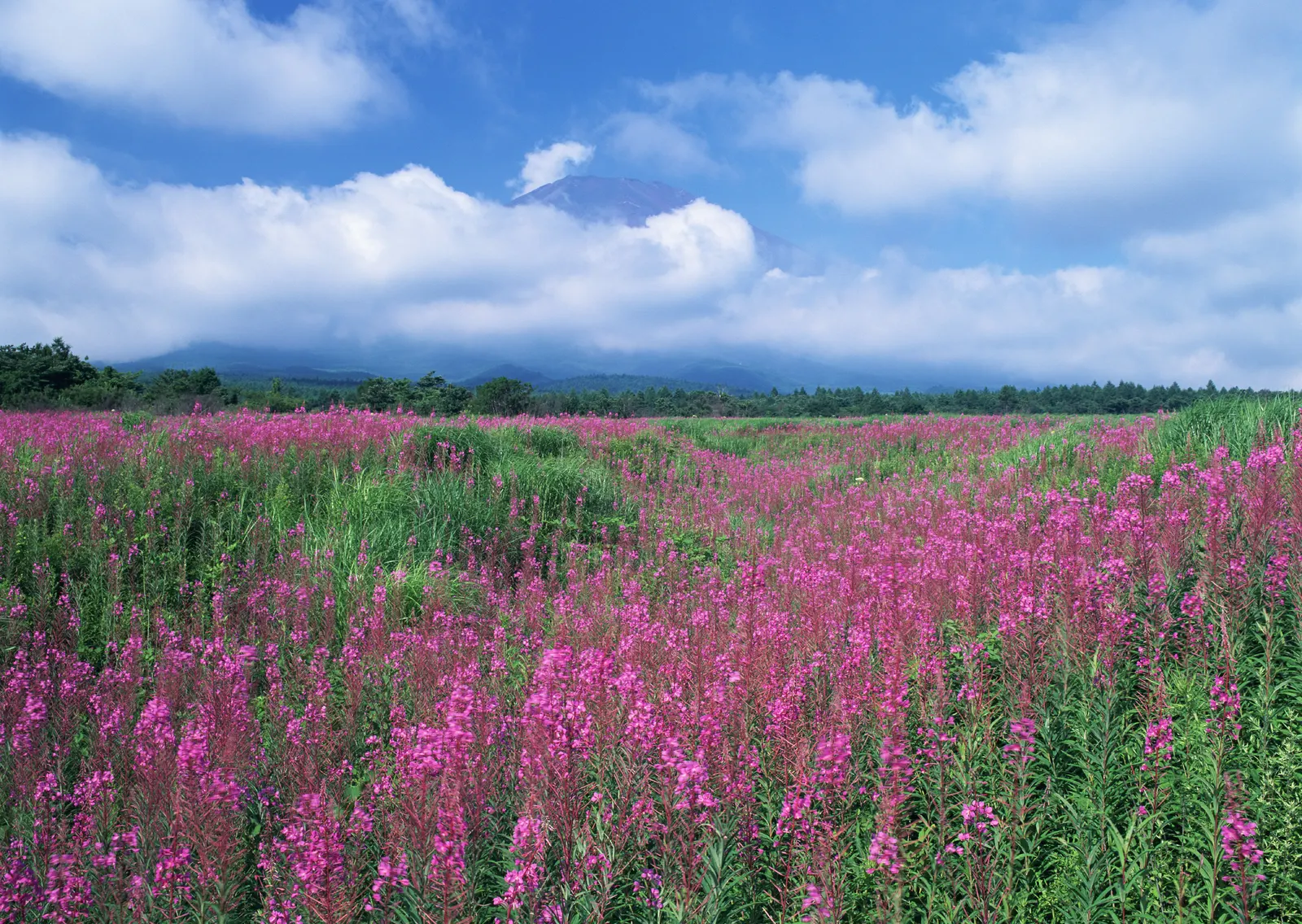 Horizontal Agriculture Farm Grass Botanical Free Stock Photo 13
