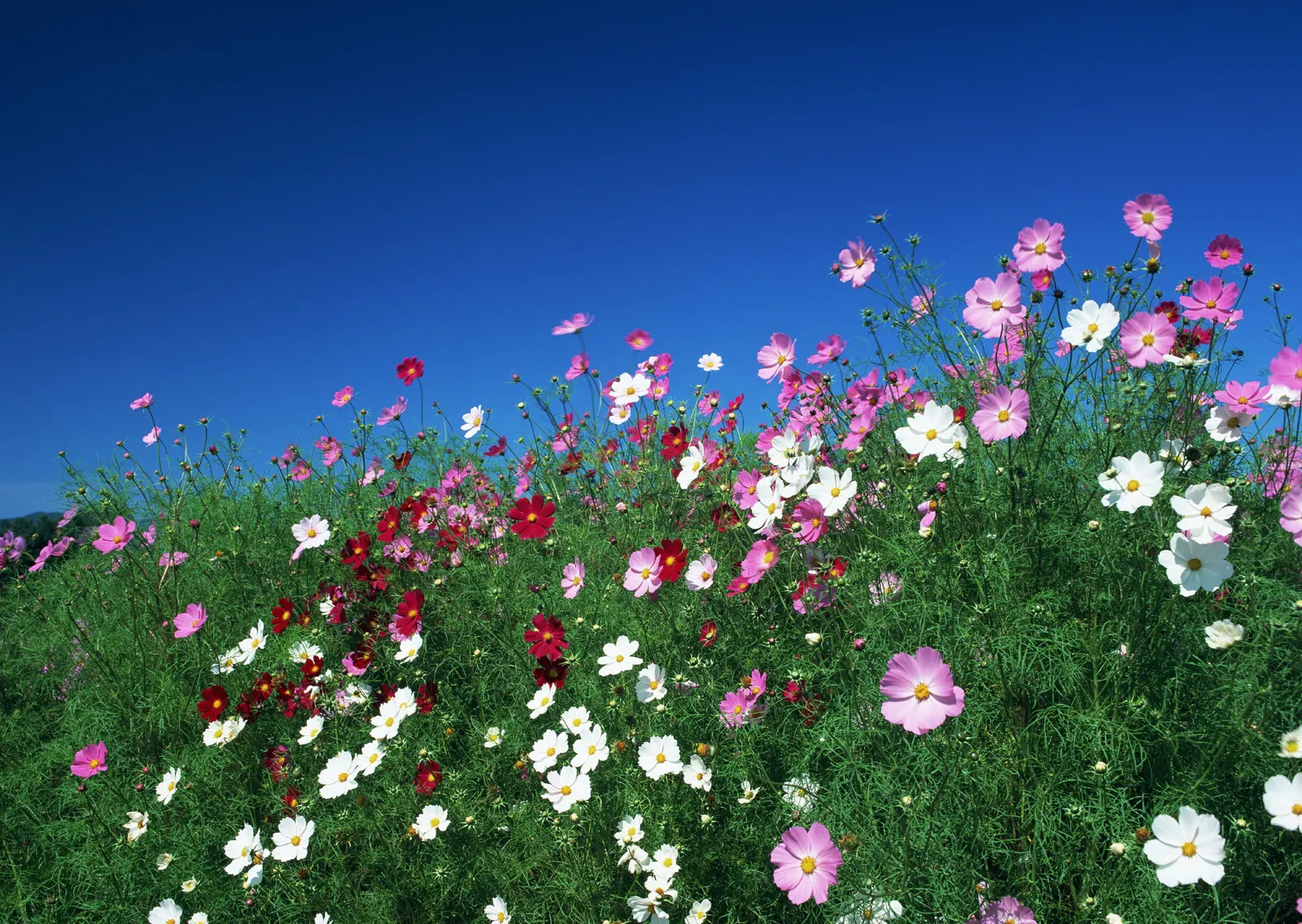 Horizontal Flower Daisy Grass Botanical Free Stock Photo