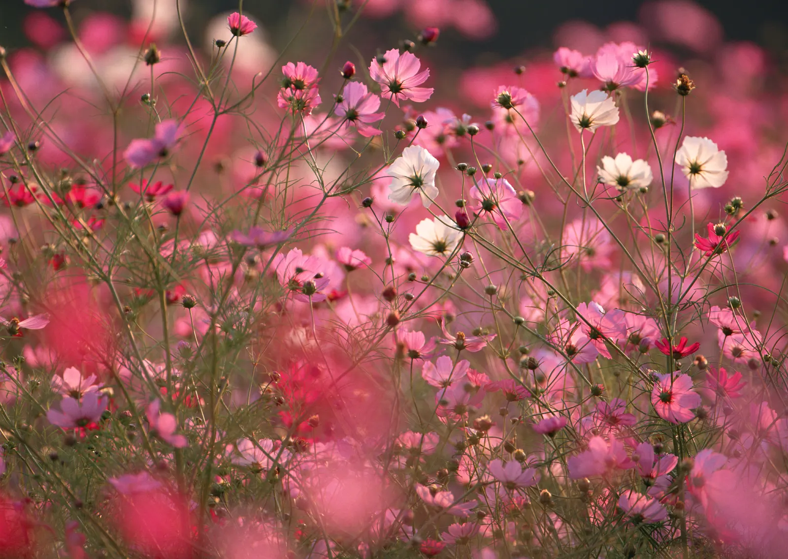 Horizontal Flower Blossom Branch Botanical Free Stock Photo