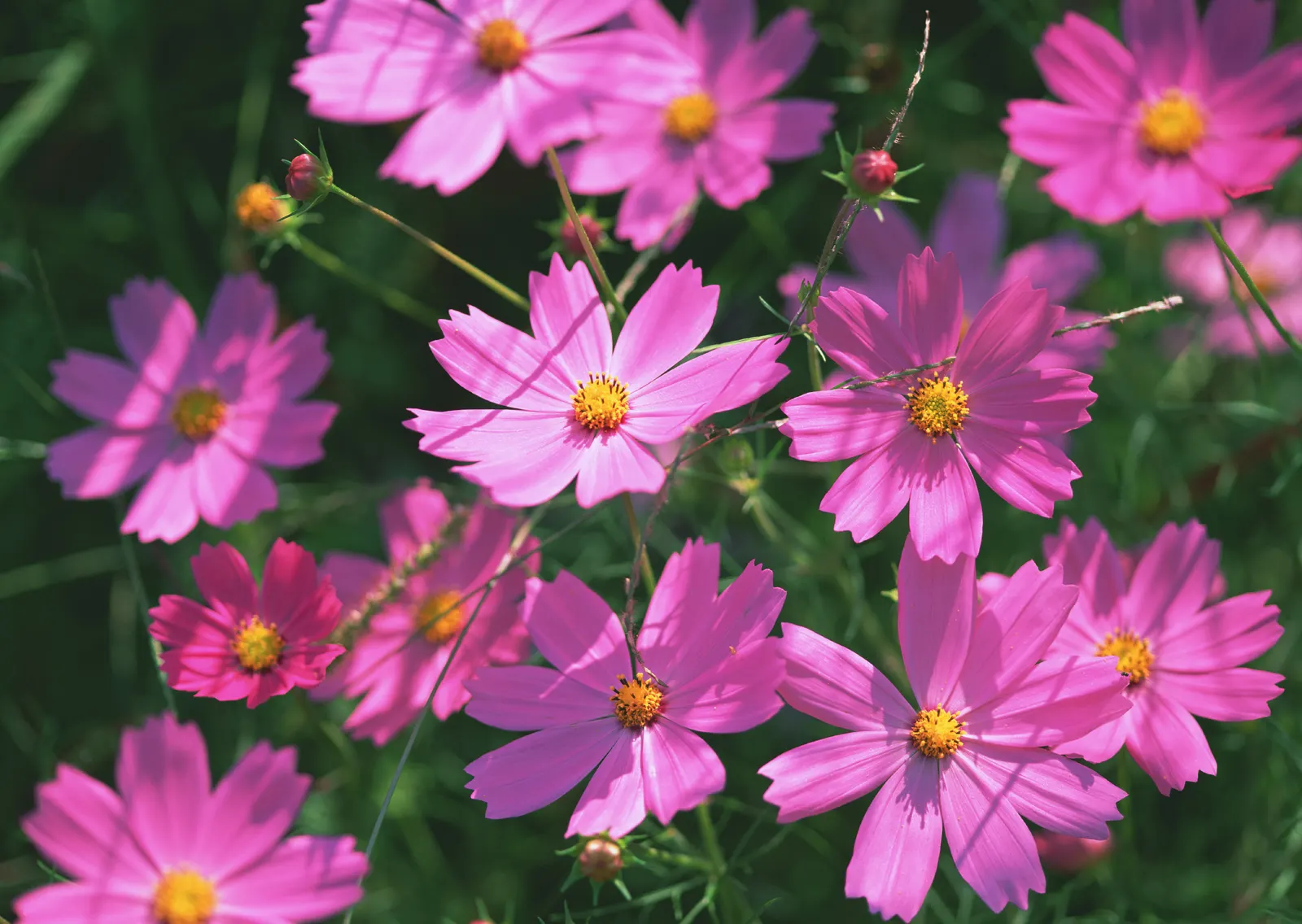 Horizontal Foliage Flower Daisy Botanical Free Stock Photo 2