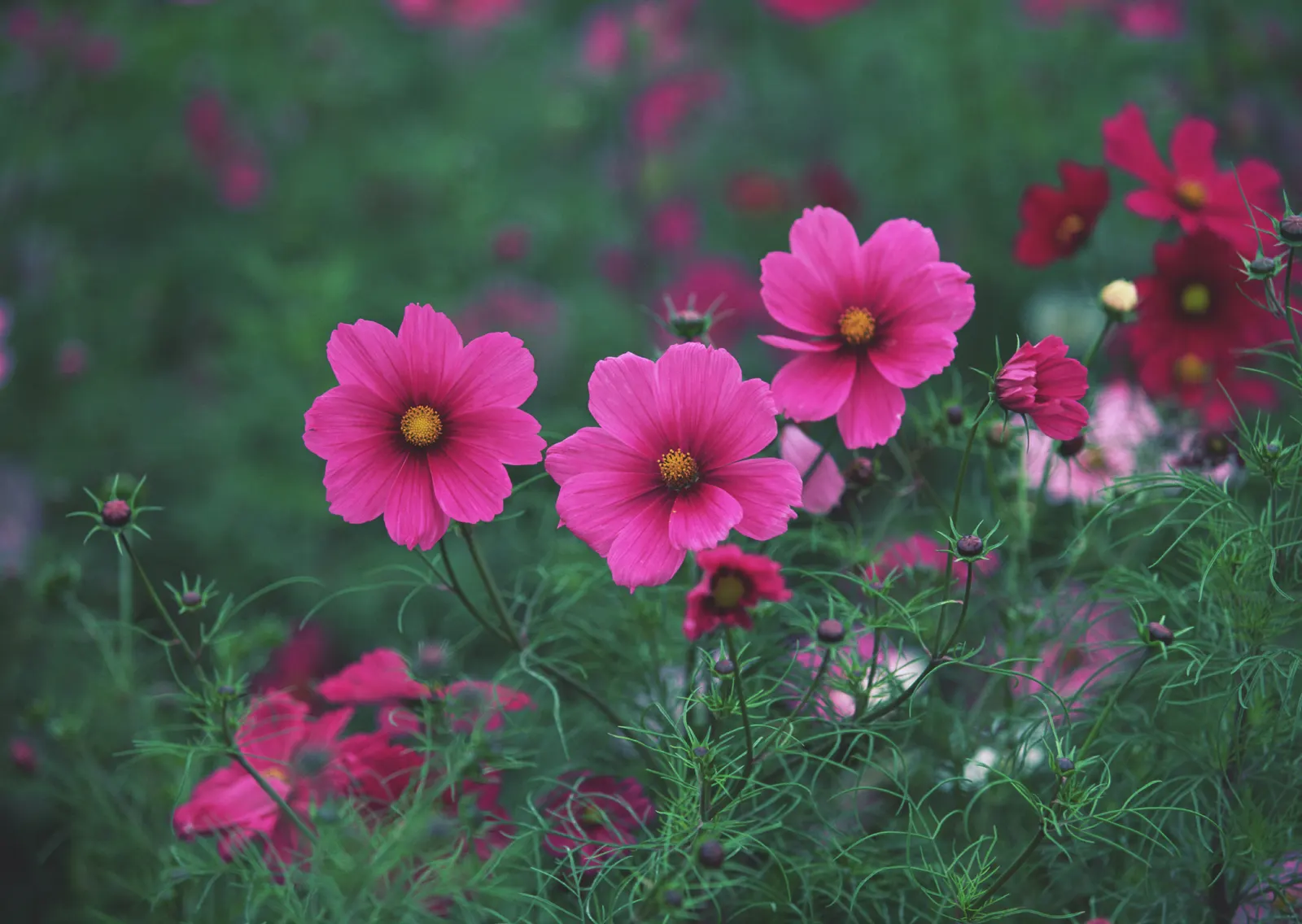 Horizontal Foliage Flower Daisy Botanical Free Stock Photo 3