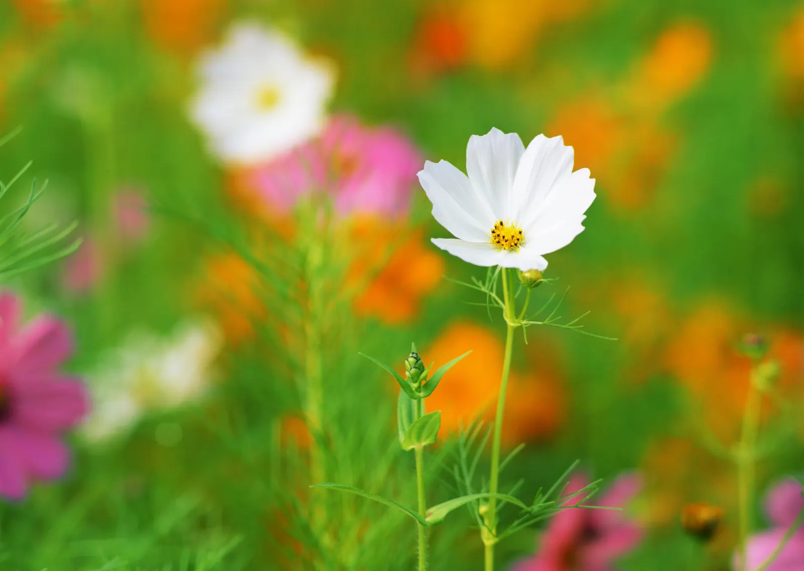 Horizontal Flower Daisy Botanical Free Stock Photo 2