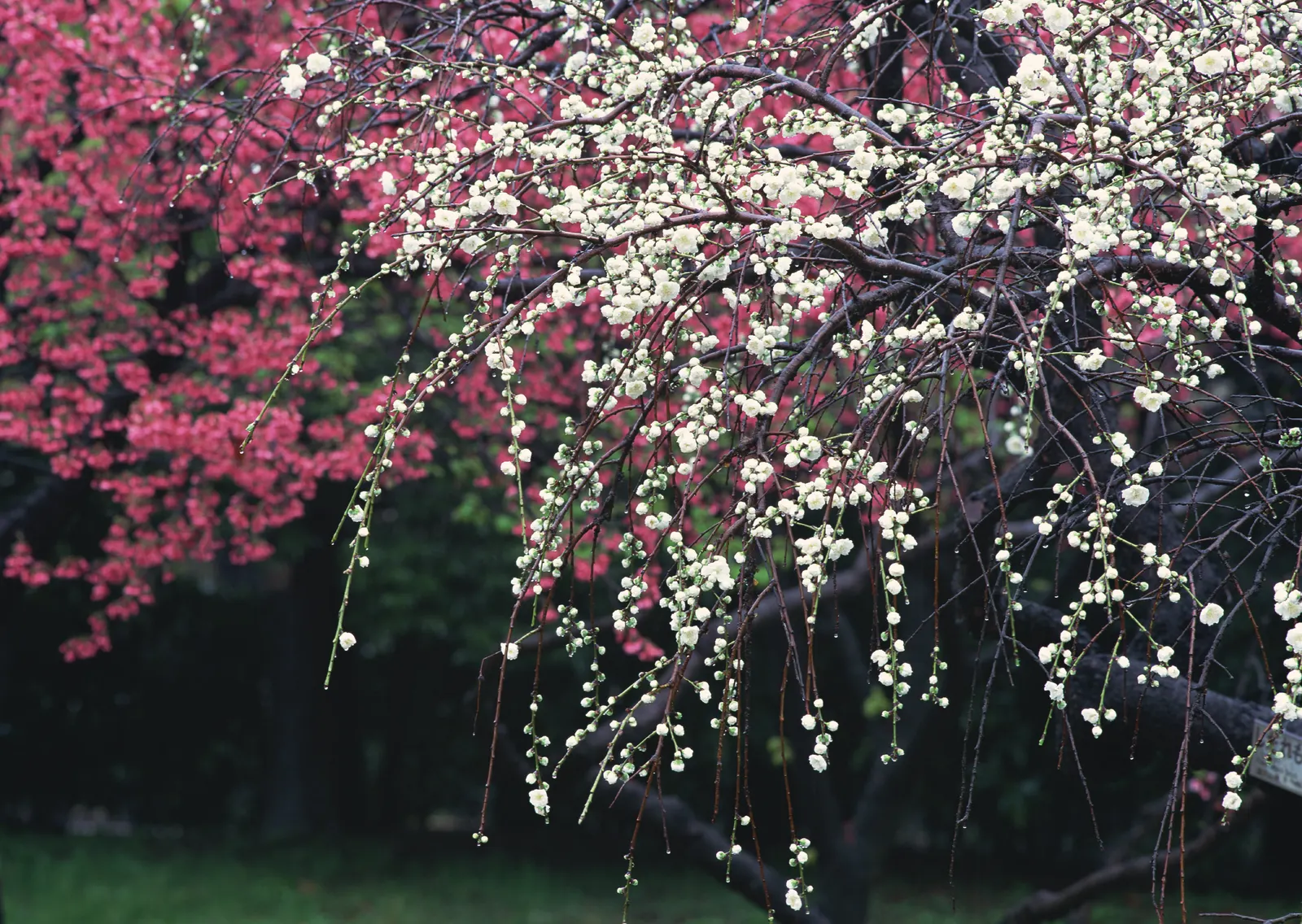 Horizontal Blossom Flower Branch Botanical Free Stock Photo 4