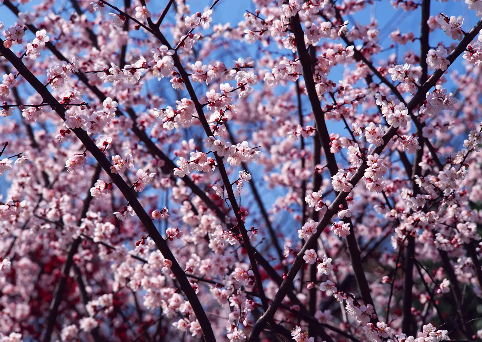 Horizontal Blossom Flower Branch Botanical Free Stock Photo 5