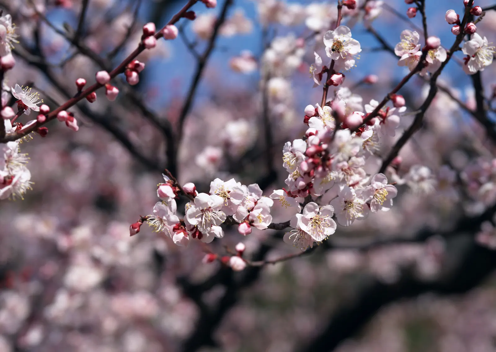 Horizontal Blossom Flower Branch Botanical Free Stock Photo 6