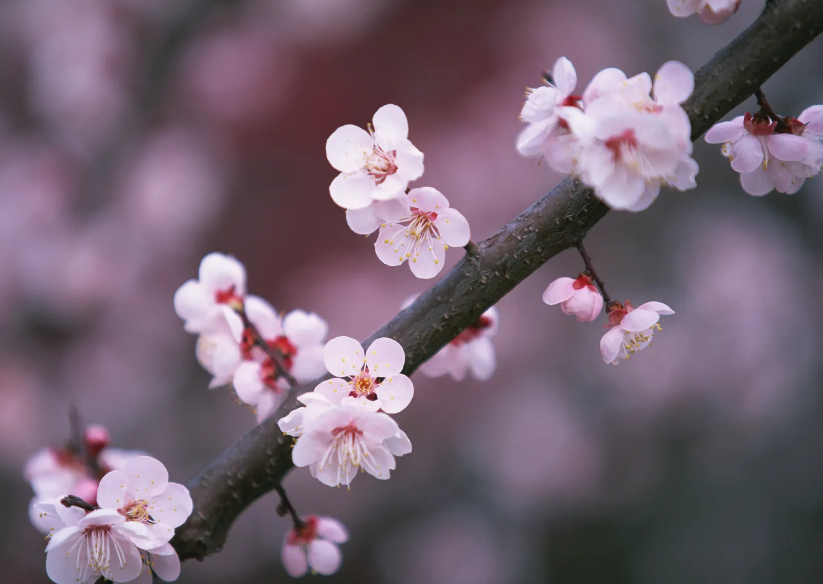 Horizontal Wood Natural Flower Blossom Botanical Free Stock Photo