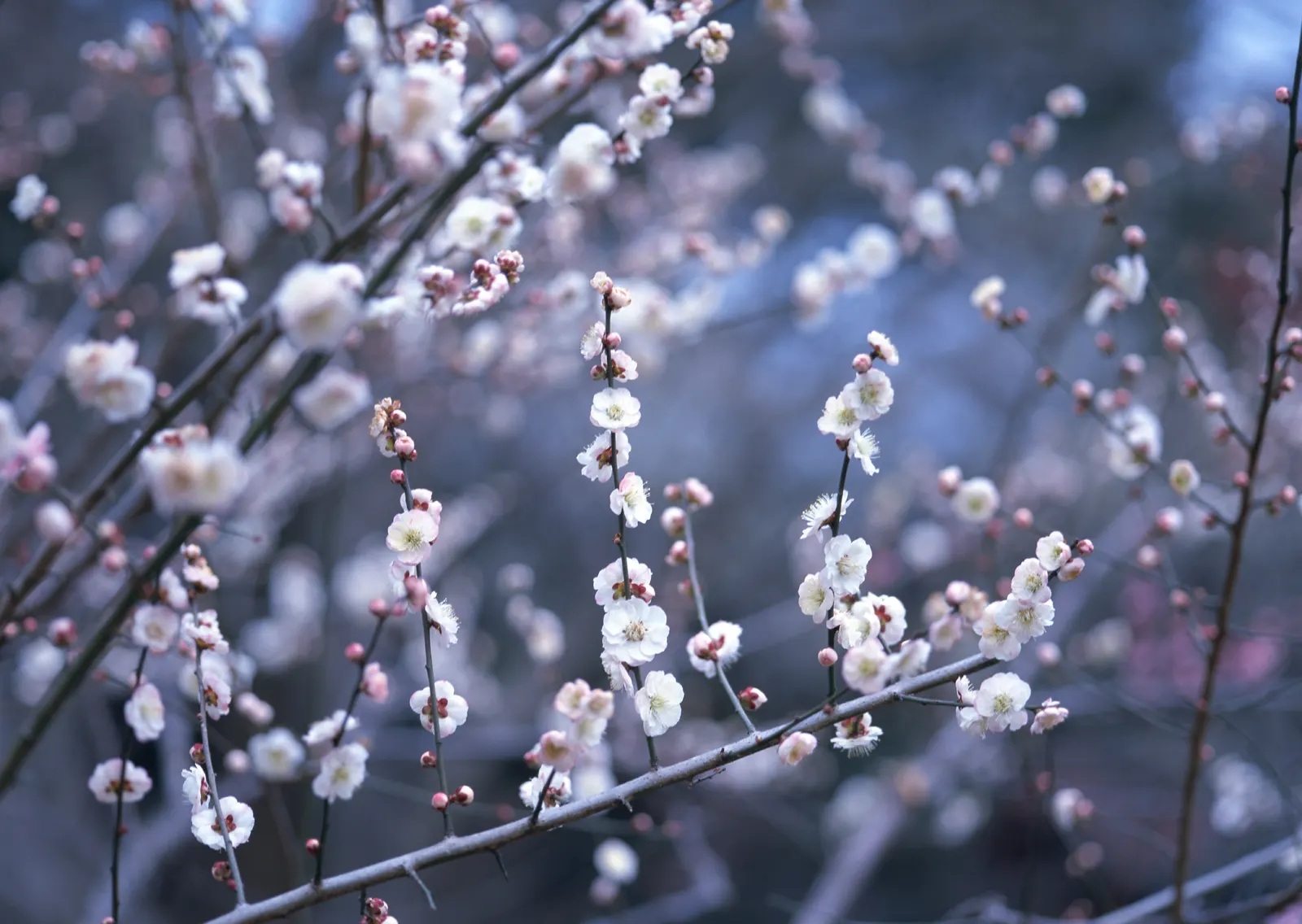 Horizontal Blossom Flower Branch Botanical Free Stock Photo 7